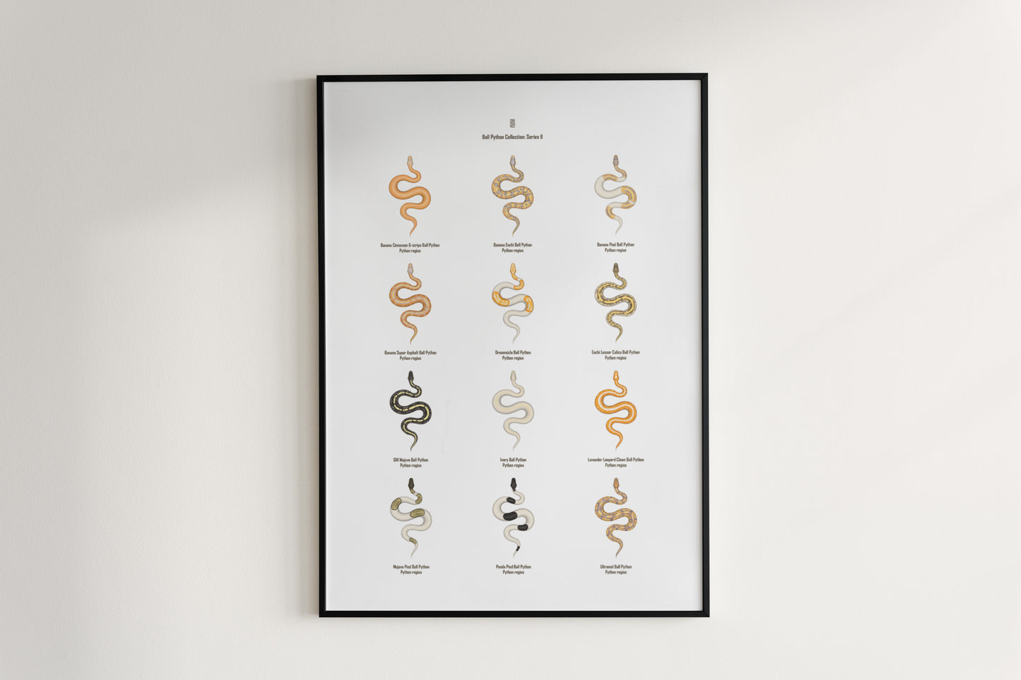 Ball Python Series 2 Poster from The Silk Ranch