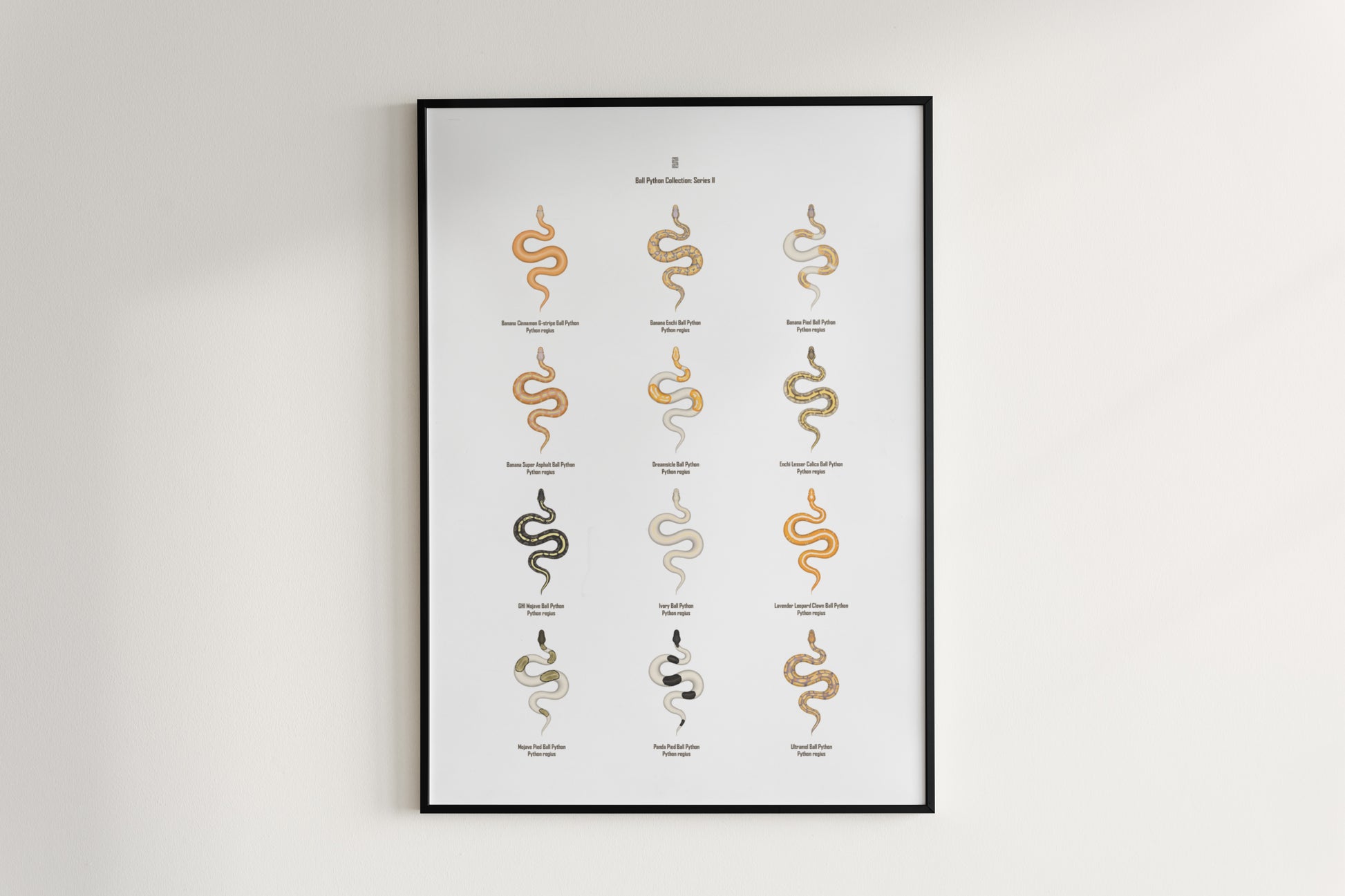 Ball Python Series 2 Poster from The Silk Ranch