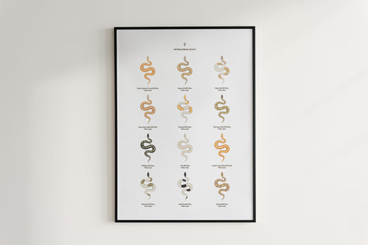 Ball Python Series 2 Poster from The Silk Ranch