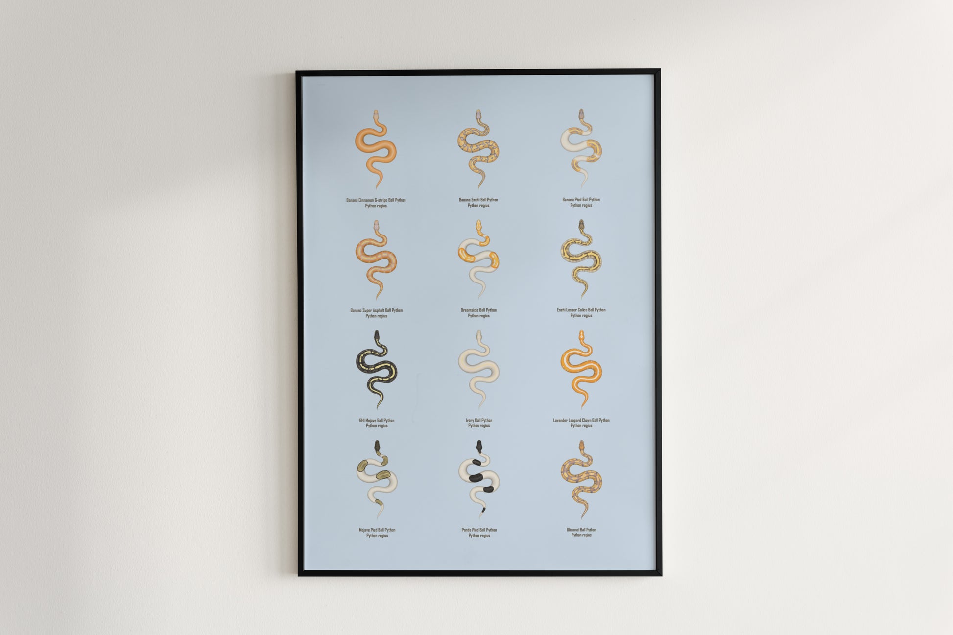 Ball Python Series 2 Poster from The Silk Ranch