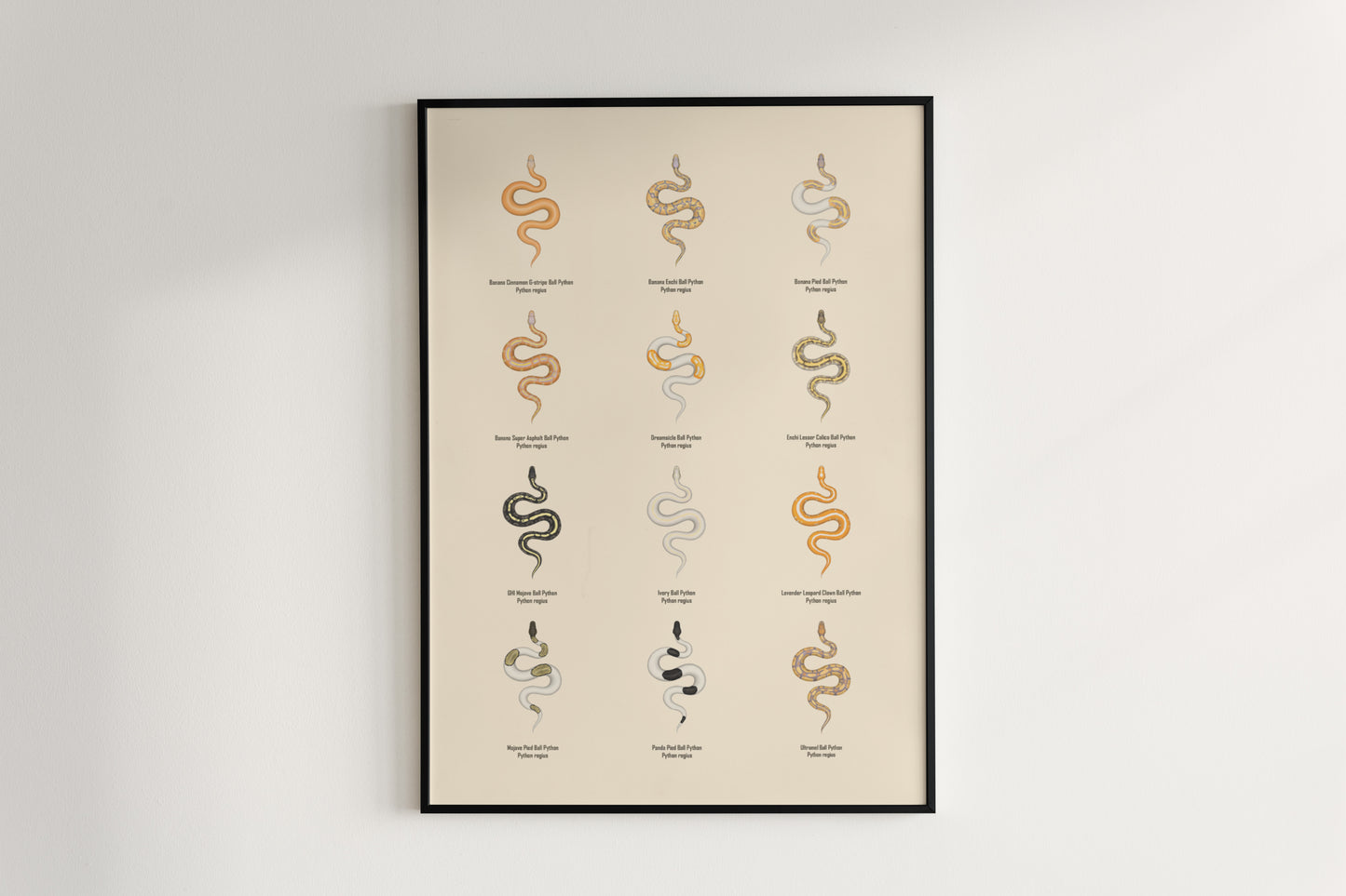 Ball Python Series 2 Poster from The Silk Ranch