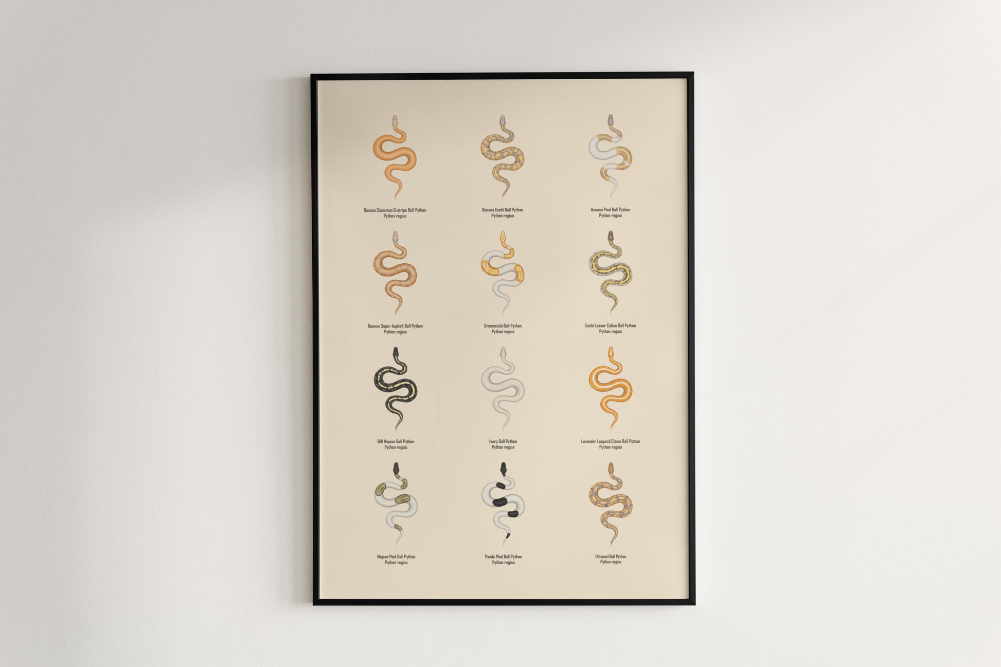 Ball Python Series 2 Poster from The Silk Ranch