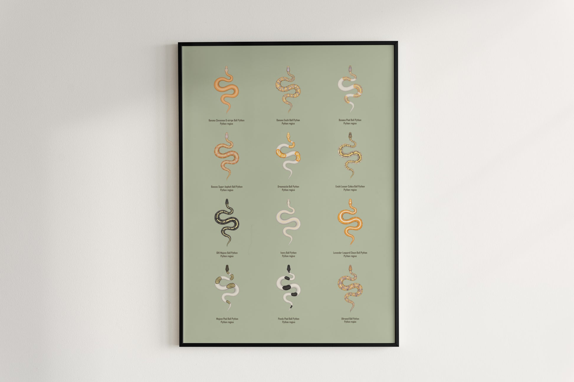 Ball Python Series 2 Poster from The Silk Ranch