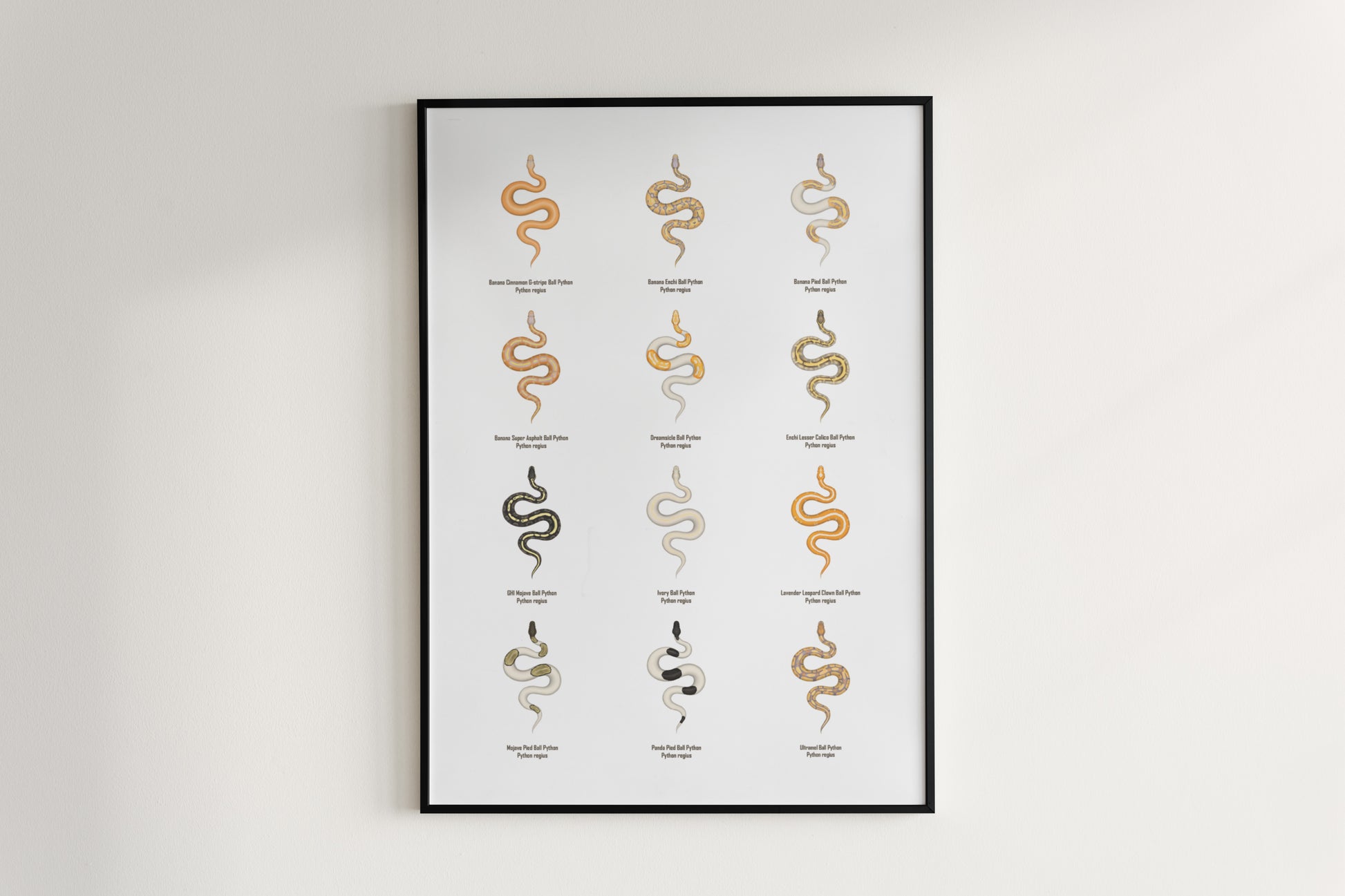 Ball Python Series 2 Poster from The Silk Ranch