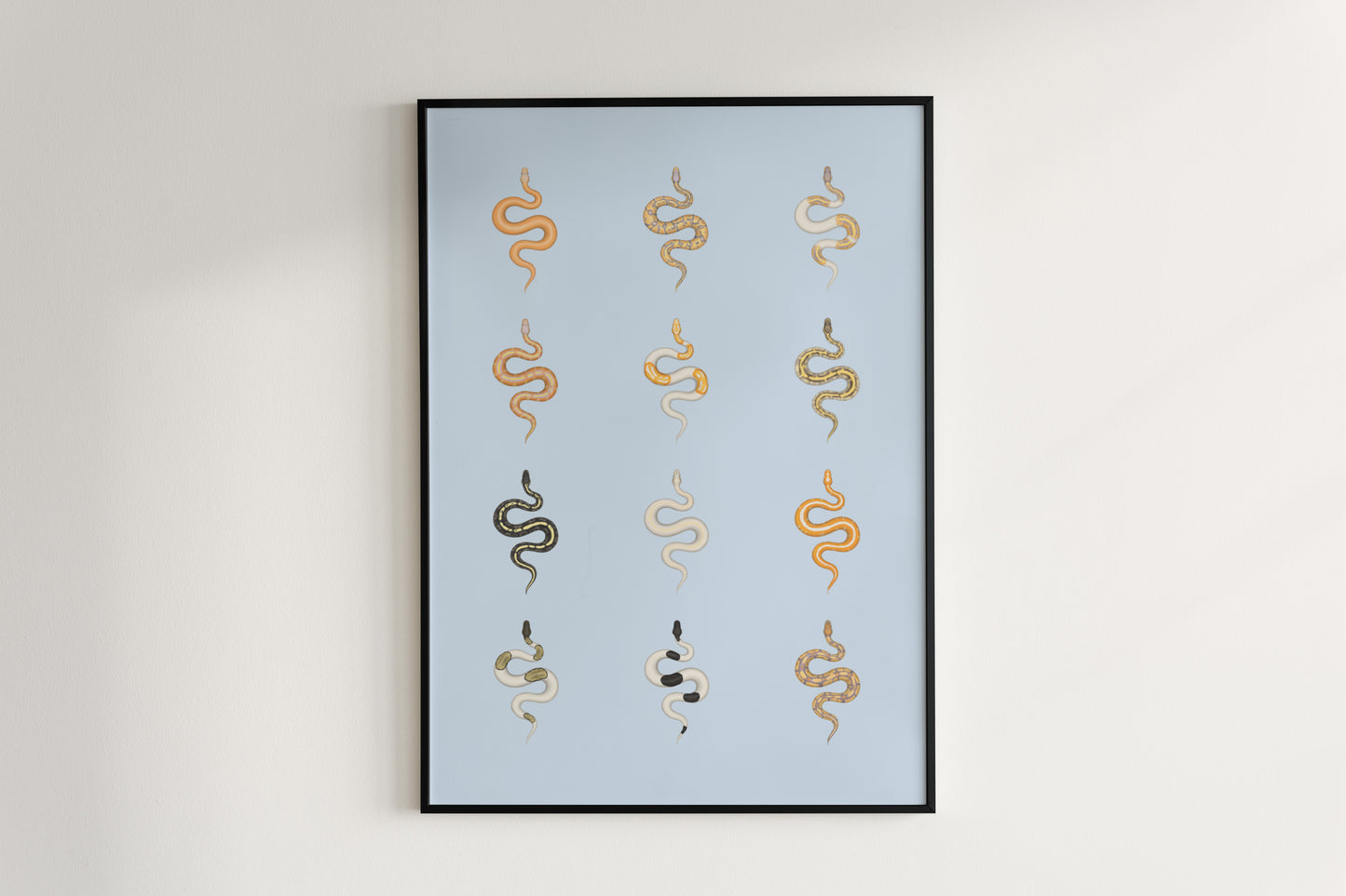 Ball Python Series 2 Poster from The Silk Ranch