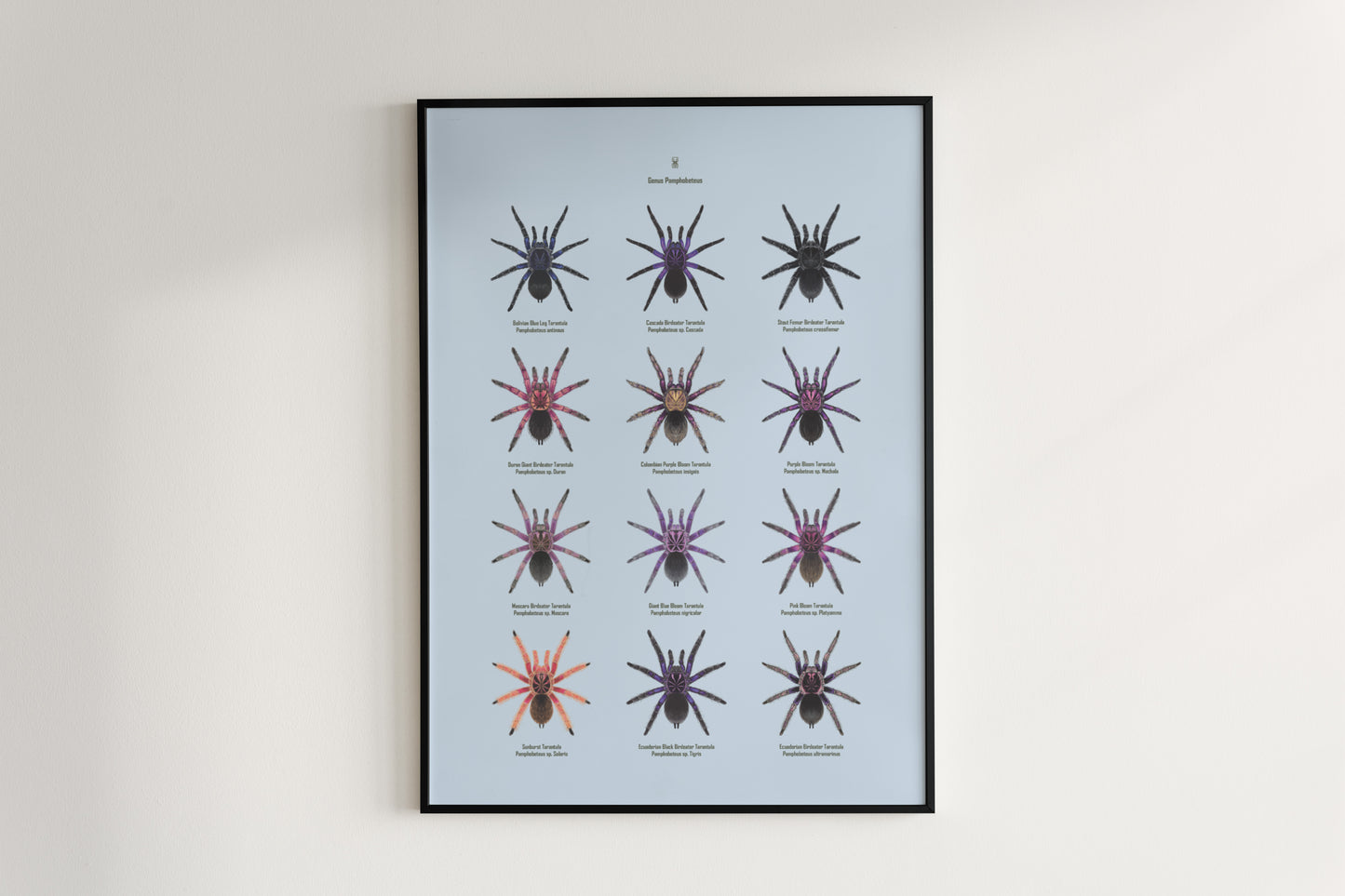 The Pamphobeteus Genus Poster from The Silk Ranch