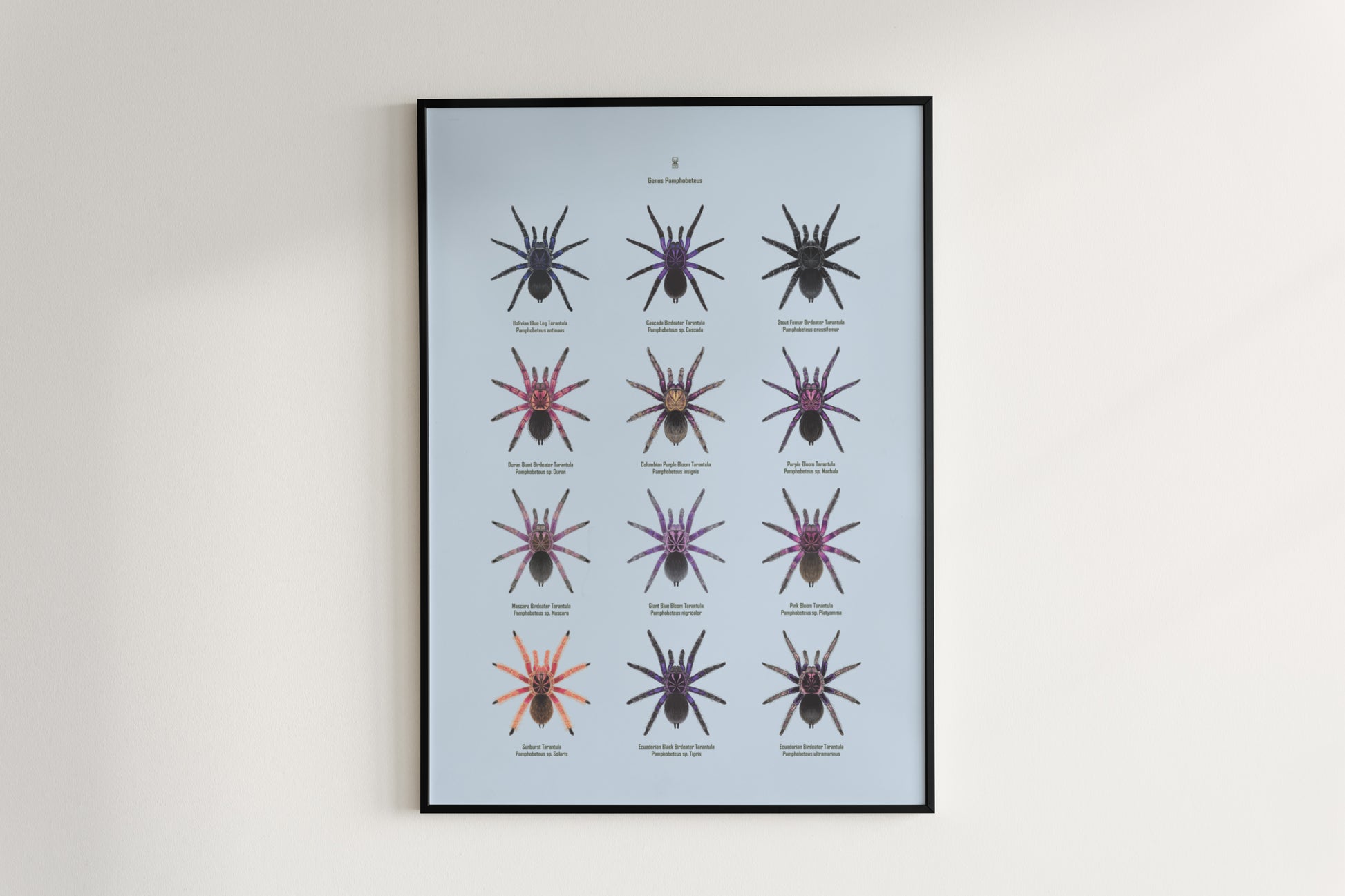 The Pamphobeteus Genus Poster from The Silk Ranch