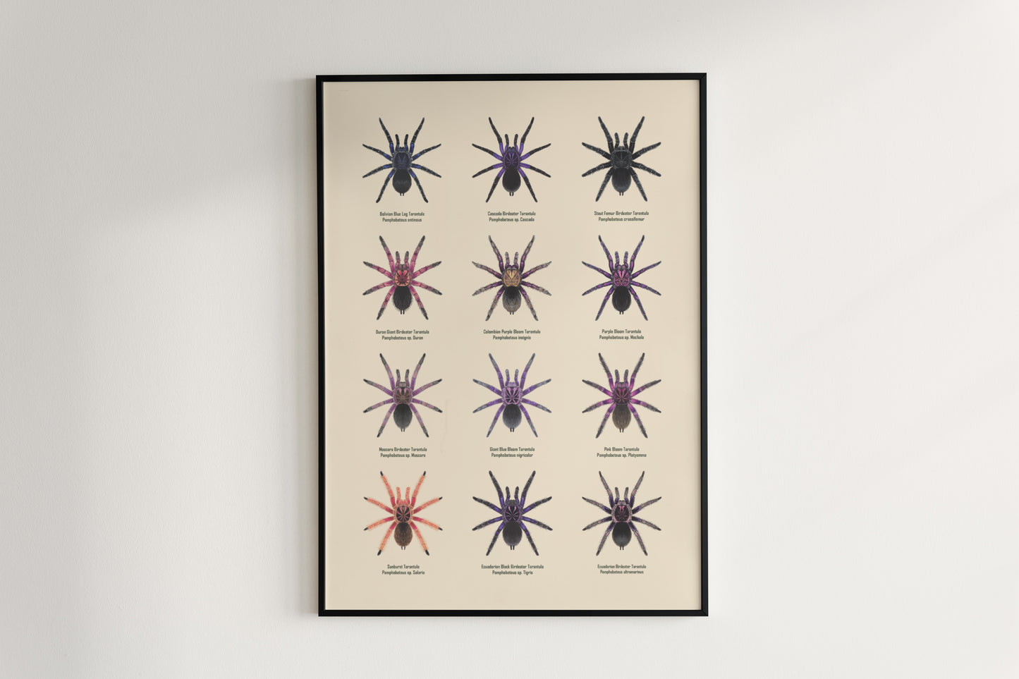 The Pamphobeteus Genus Poster from The Silk Ranch