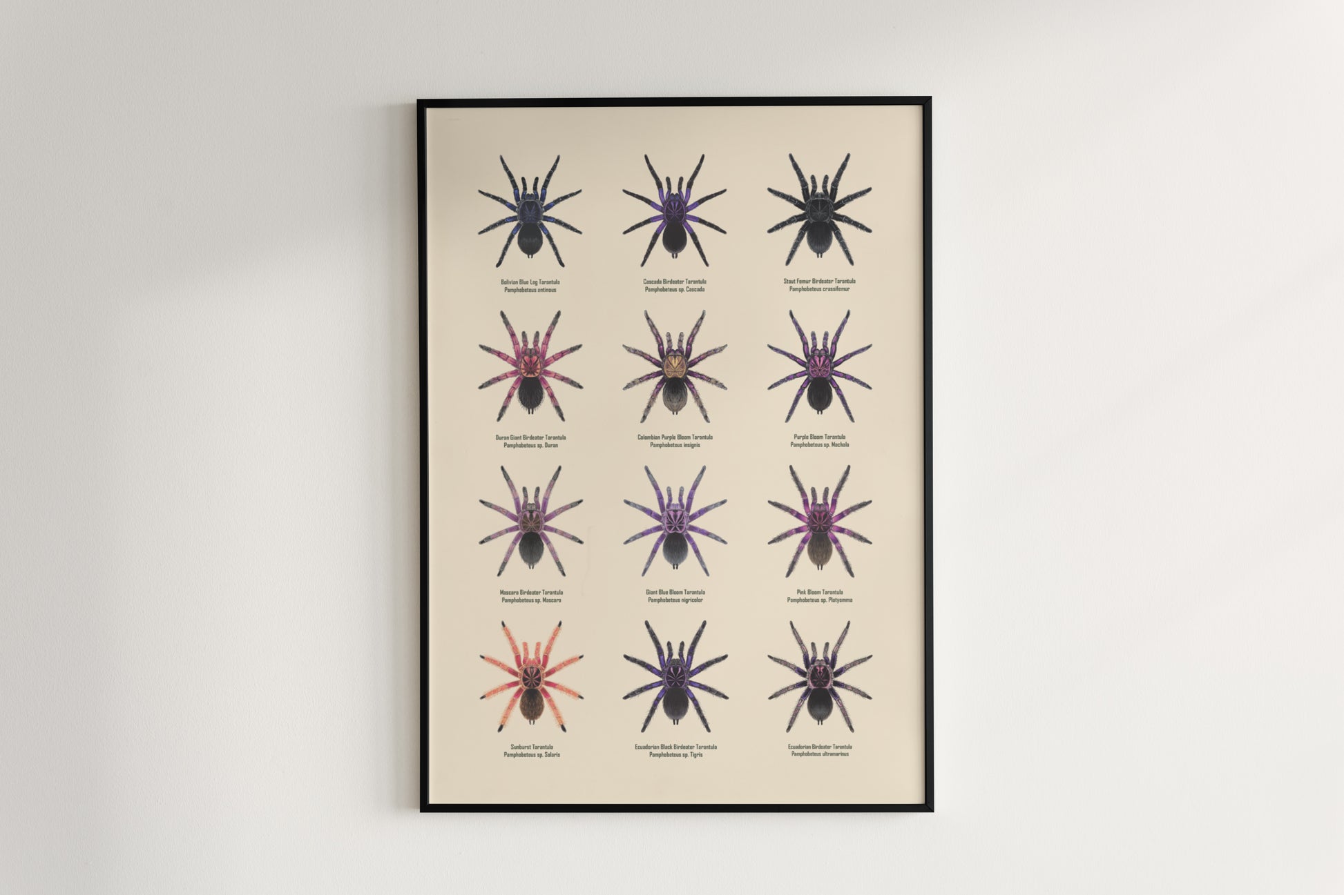 The Pamphobeteus Genus Poster from The Silk Ranch