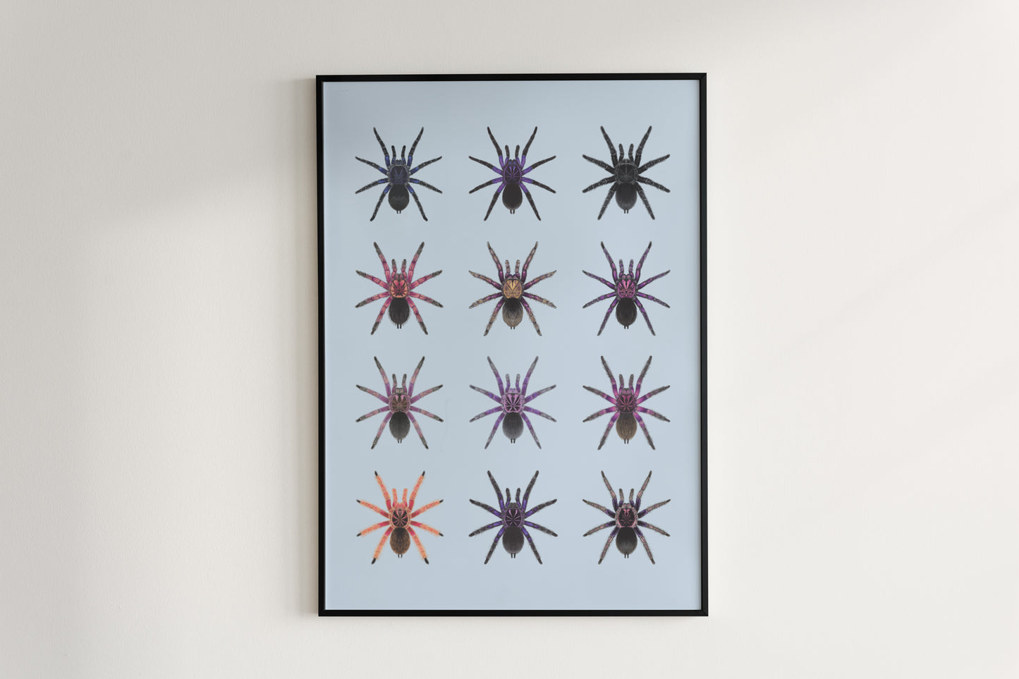 The Pamphobeteus Genus Poster from The Silk Ranch