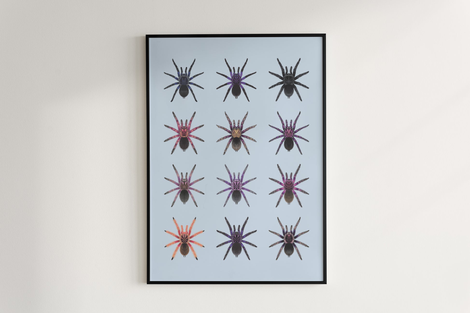 The Pamphobeteus Genus Poster from The Silk Ranch