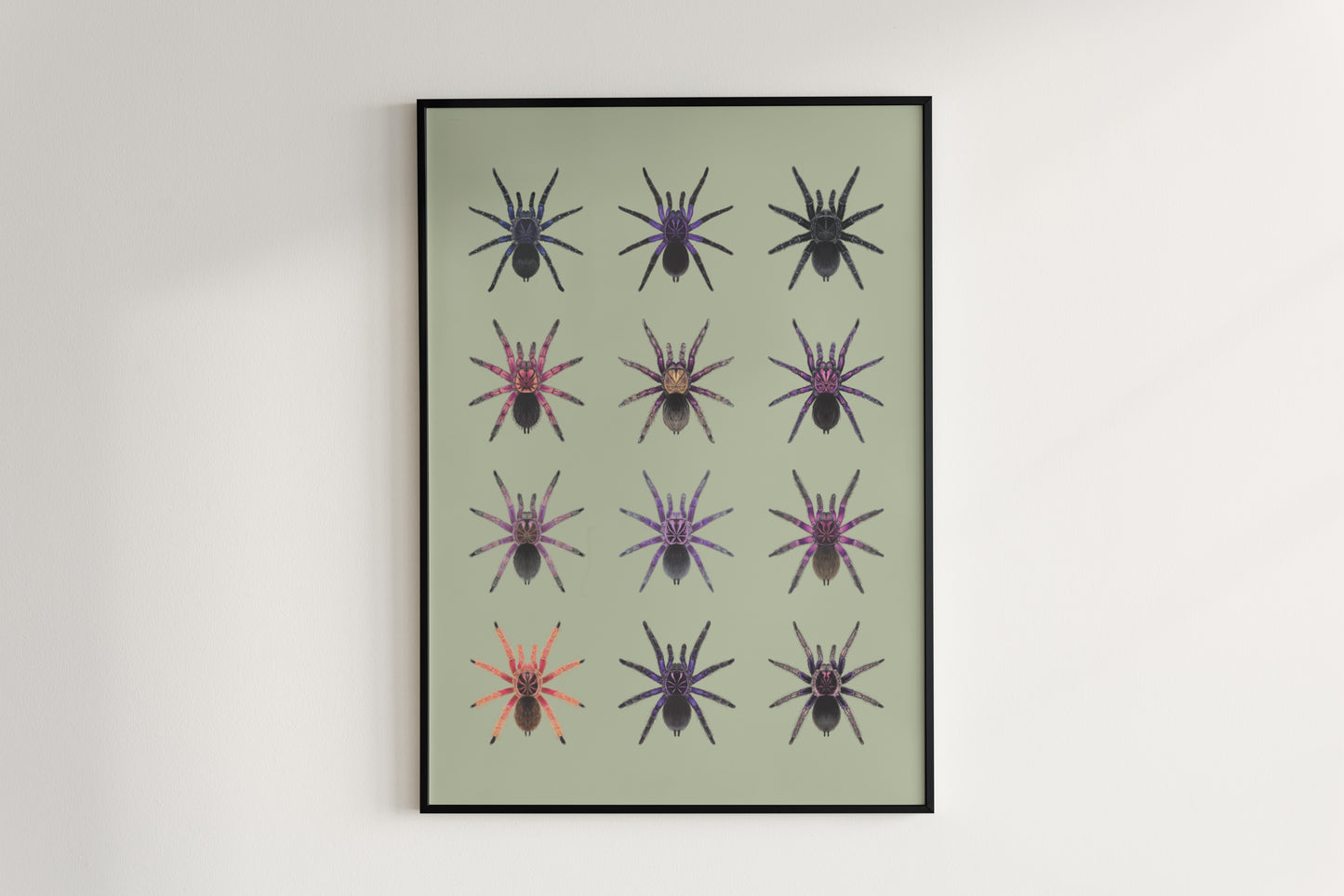The Pamphobeteus Genus Poster from The Silk Ranch