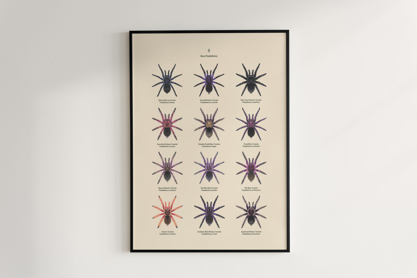 The Pamphobeteus Genus Poster from The Silk Ranch