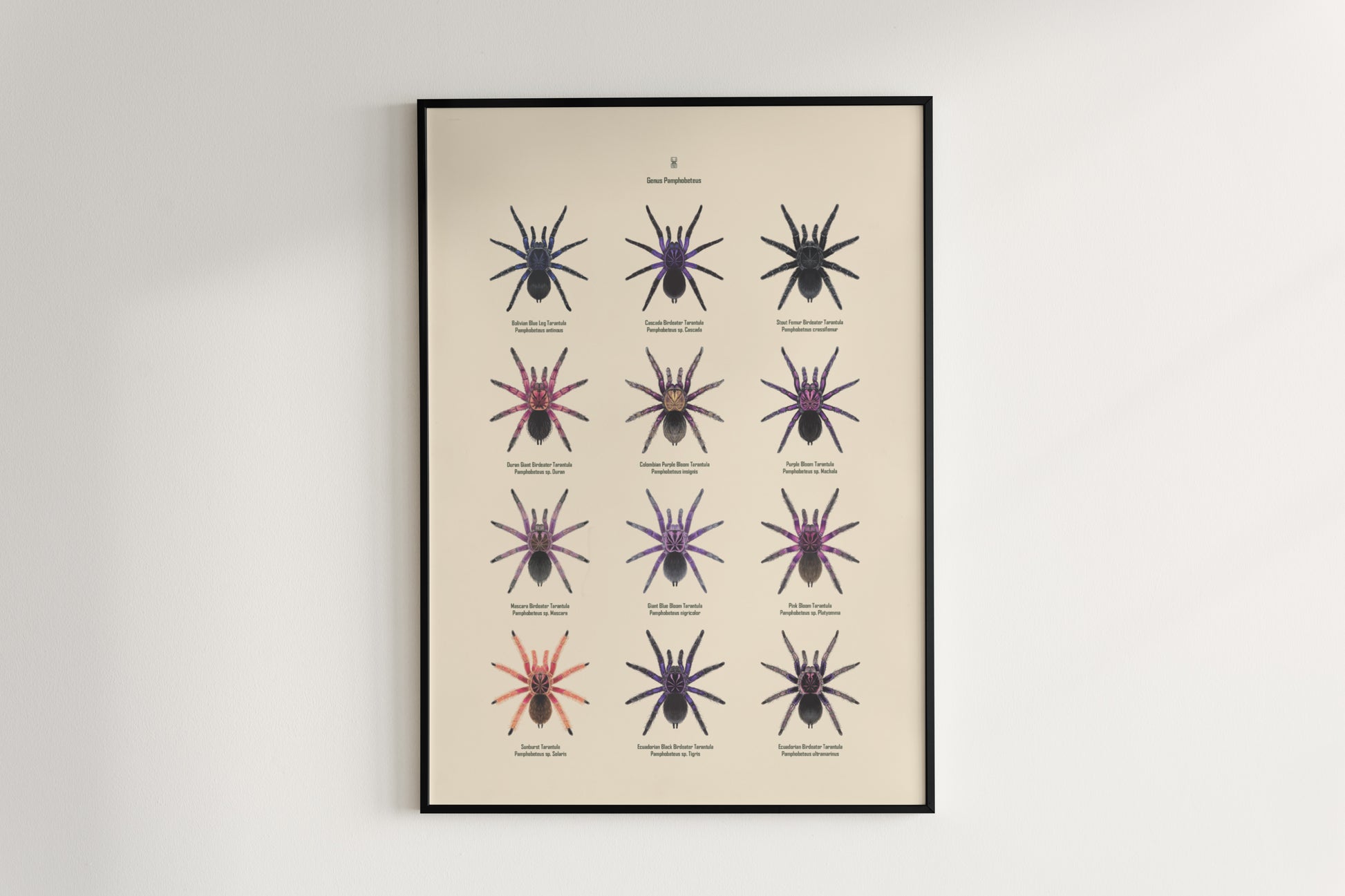 The Pamphobeteus Genus Poster from The Silk Ranch