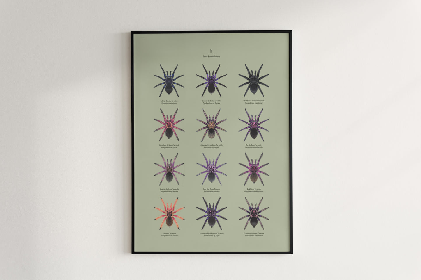 The Pamphobeteus Genus Poster from The Silk Ranch