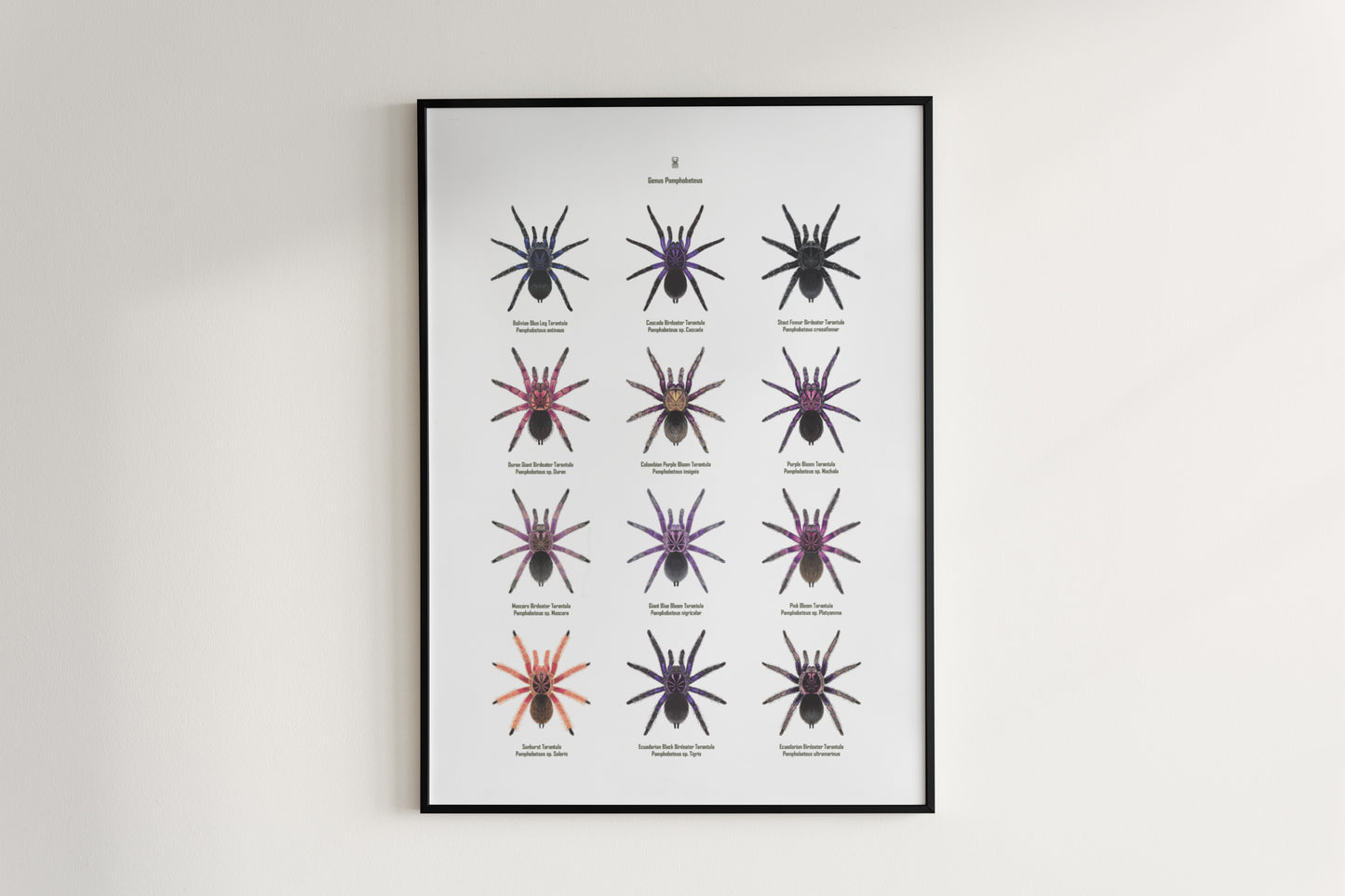 The Pamphobeteus Genus Poster from The Silk Ranch