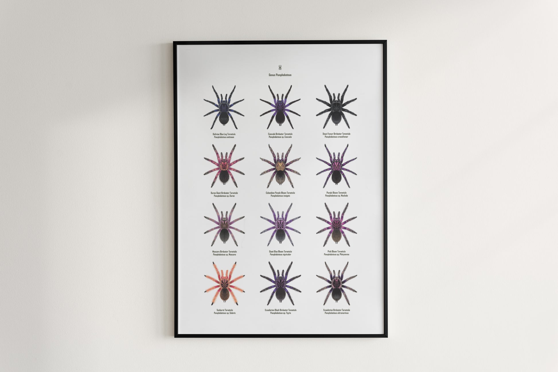 The Pamphobeteus Genus Poster from The Silk Ranch