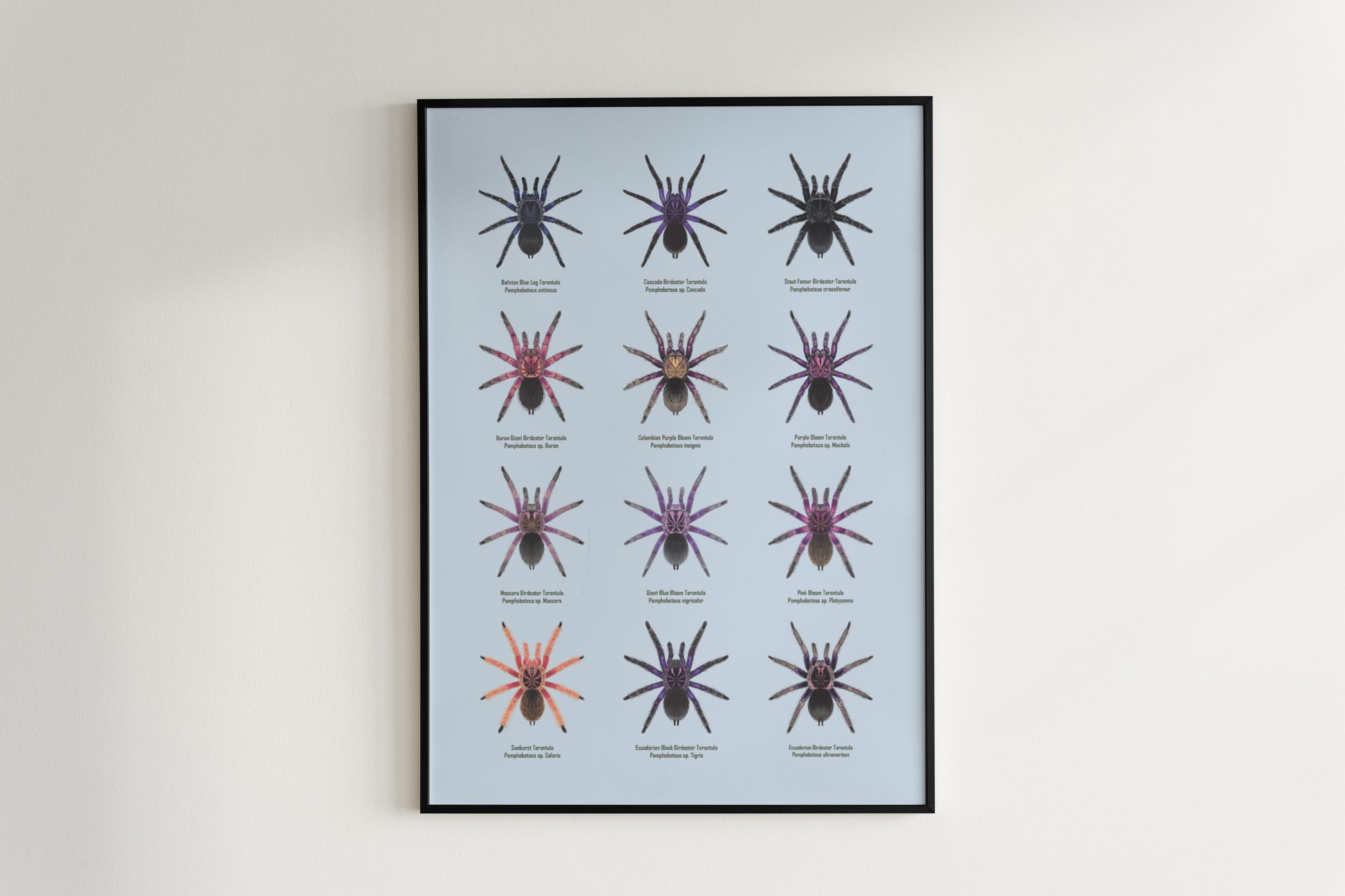 The Pamphobeteus Genus Poster from The Silk Ranch