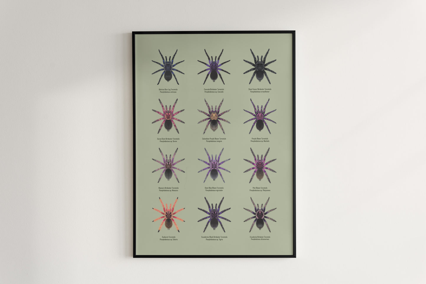 The Pamphobeteus Genus Poster from The Silk Ranch