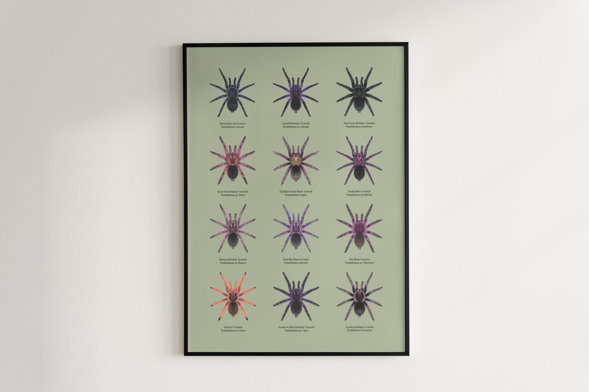 The Pamphobeteus Genus Poster from The Silk Ranch