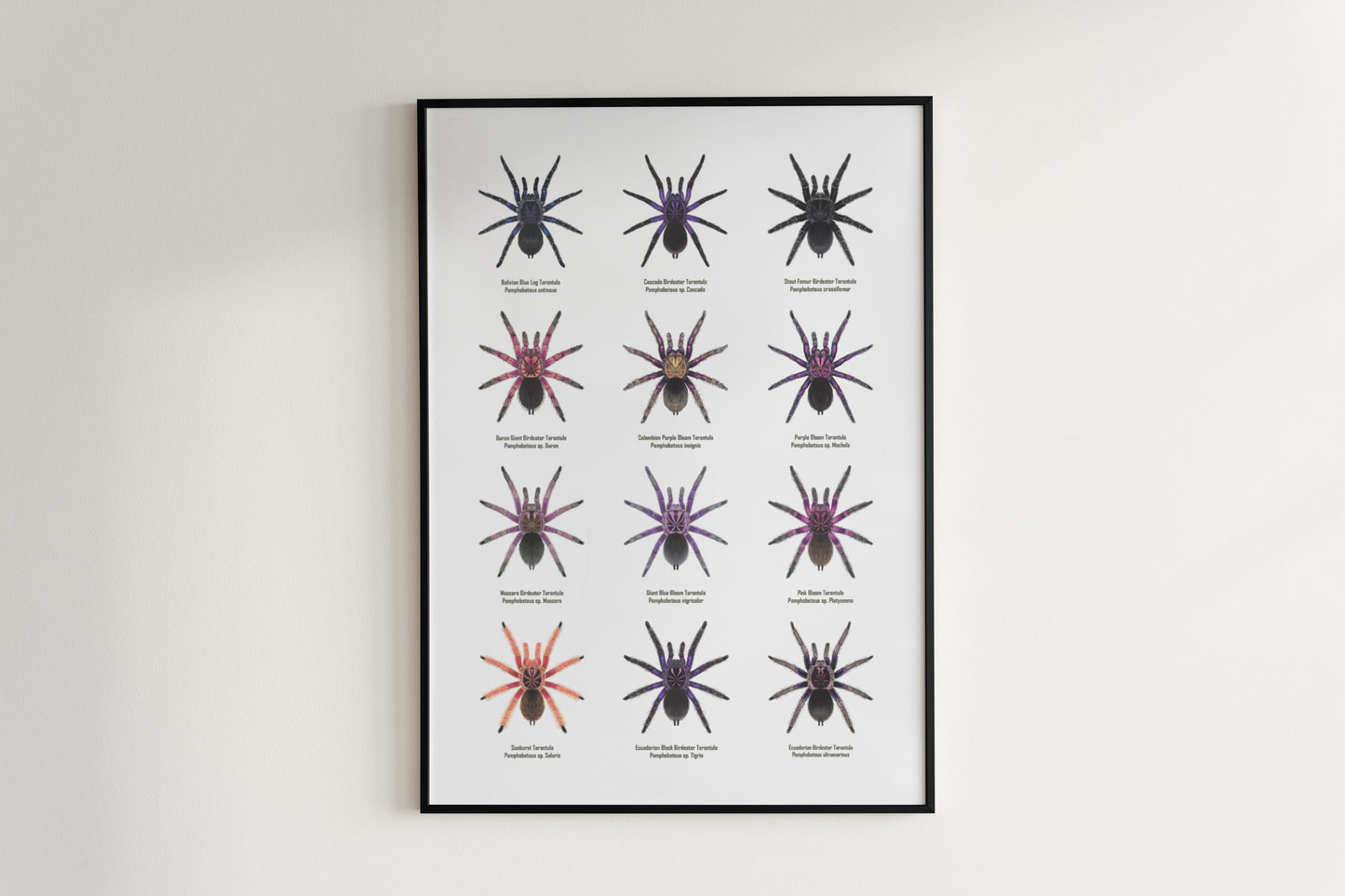 The Pamphobeteus Genus Poster from The Silk Ranch