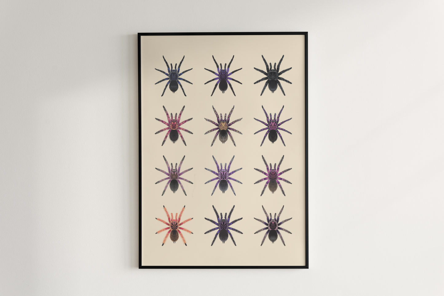 The Pamphobeteus Genus Poster from The Silk Ranch