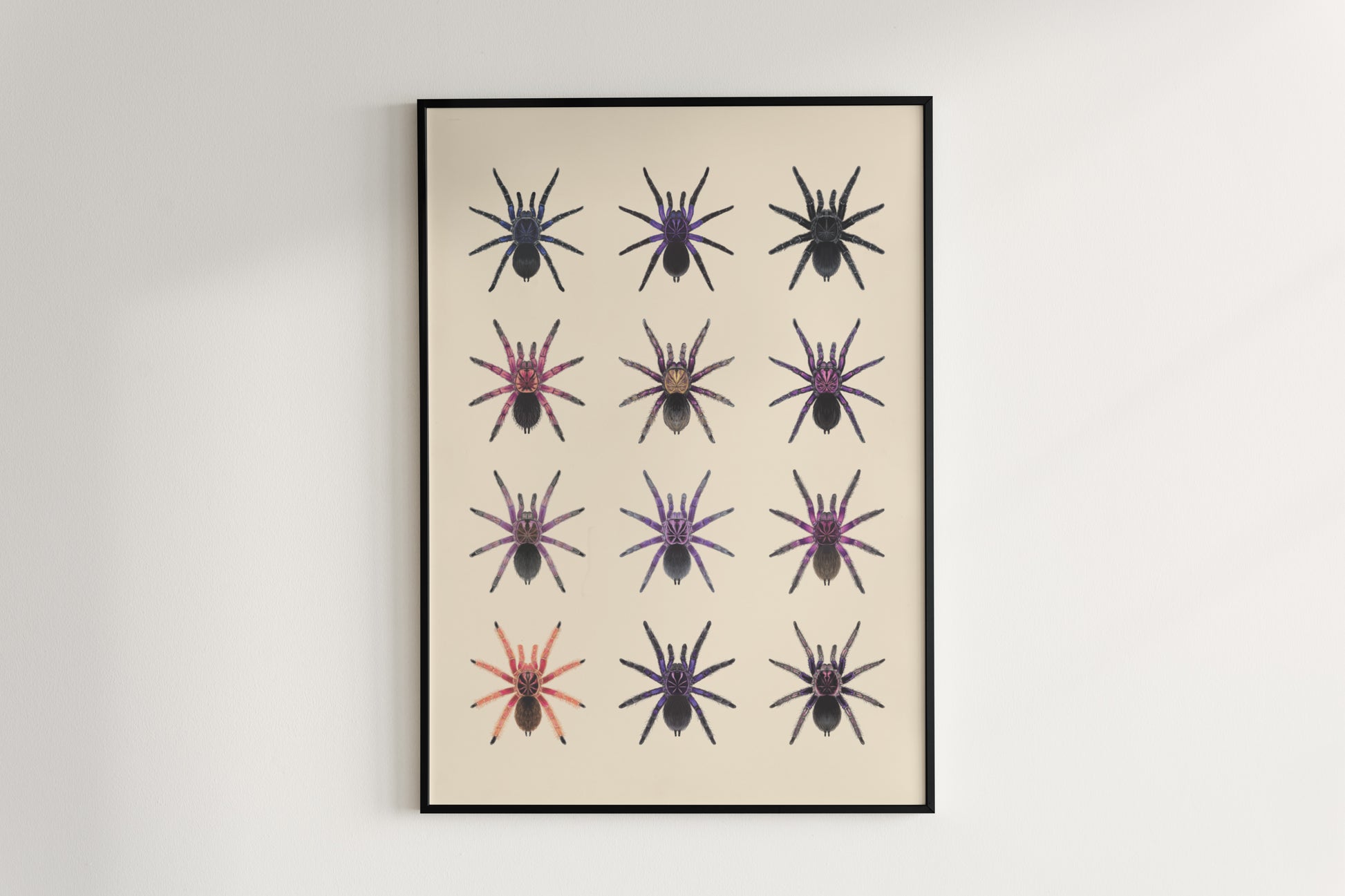 The Pamphobeteus Genus Poster from The Silk Ranch