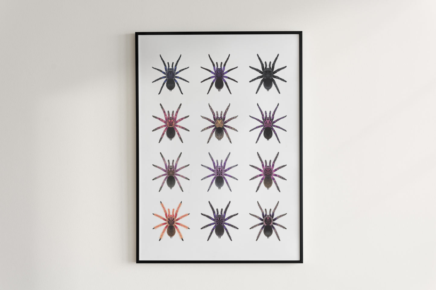 The Pamphobeteus Genus Poster from The Silk Ranch