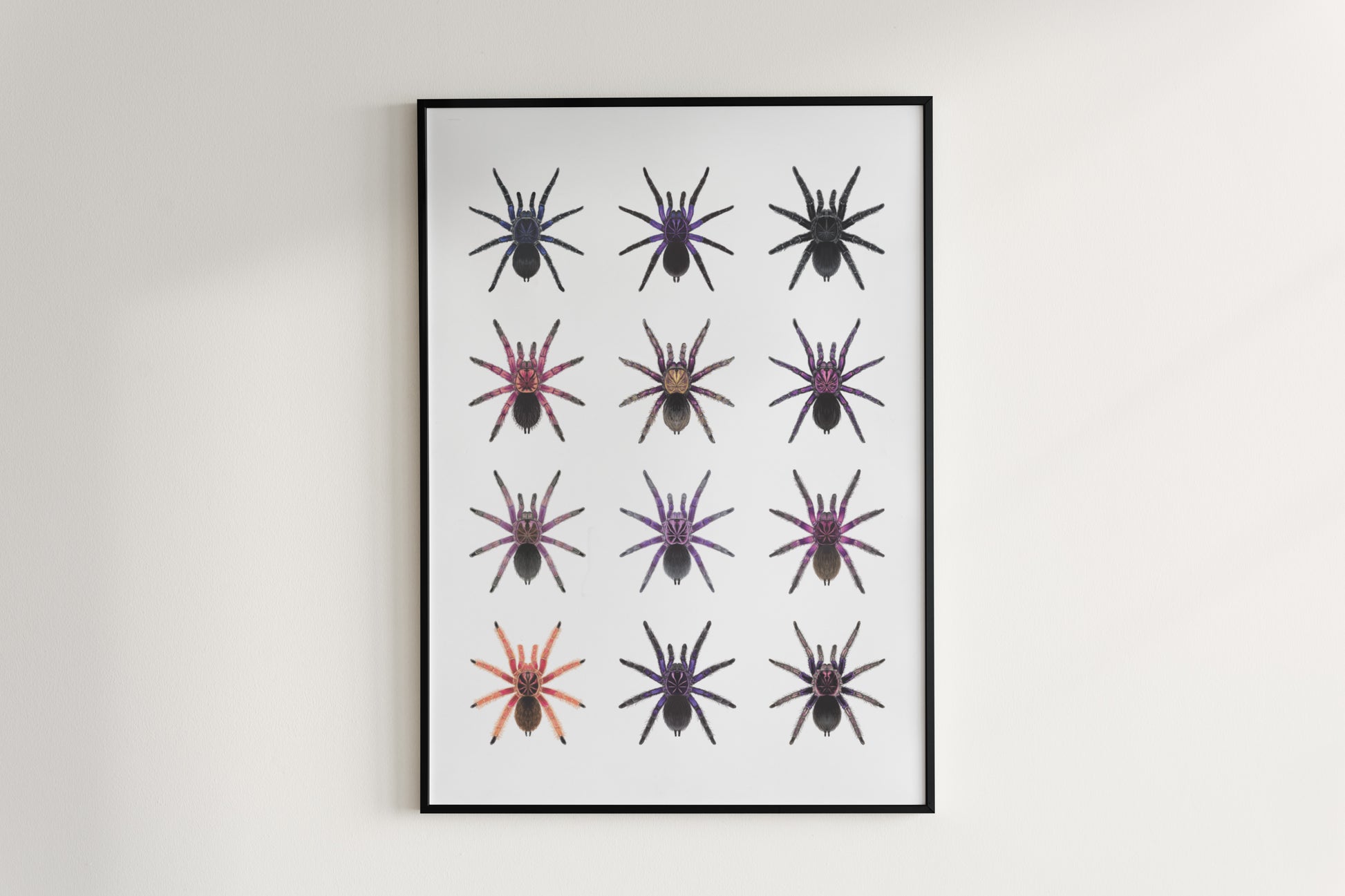 The Pamphobeteus Genus Poster from The Silk Ranch