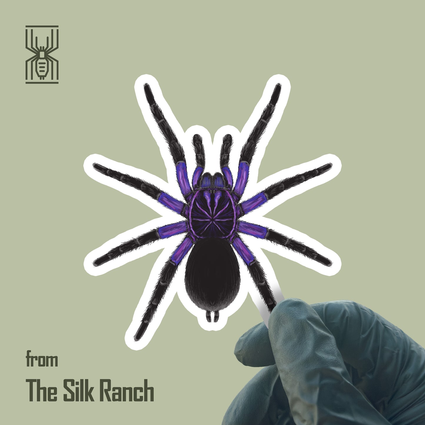 Waterproof vinyl sticker of Pamphobeteus Cascada Birdeater Tarantula from The Silk Ranch, featuring detailed illustration of the spider.