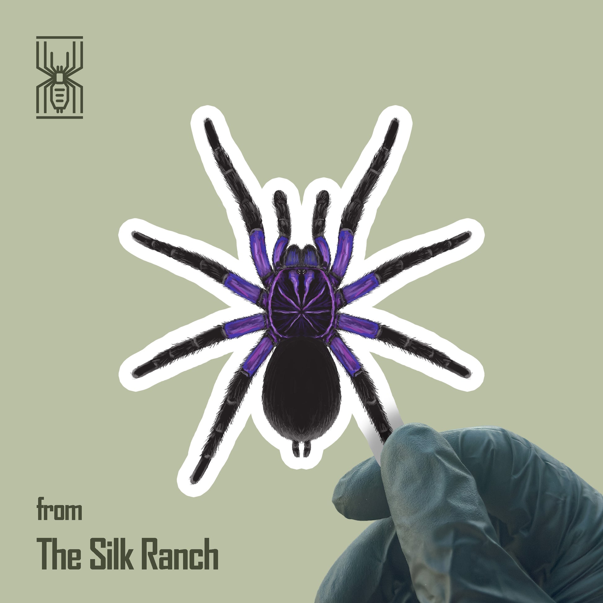 Waterproof vinyl sticker of Pamphobeteus Cascada Birdeater Tarantula from The Silk Ranch, featuring detailed illustration of the spider.