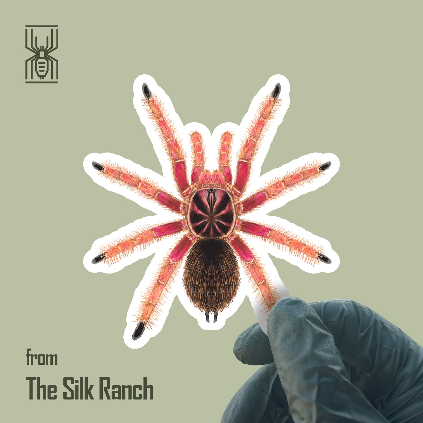 Sunburst Tarantula waterproof vinyl sticker featuring Pamphobeteus sp. Solaris with vibrant orange and black coloration.