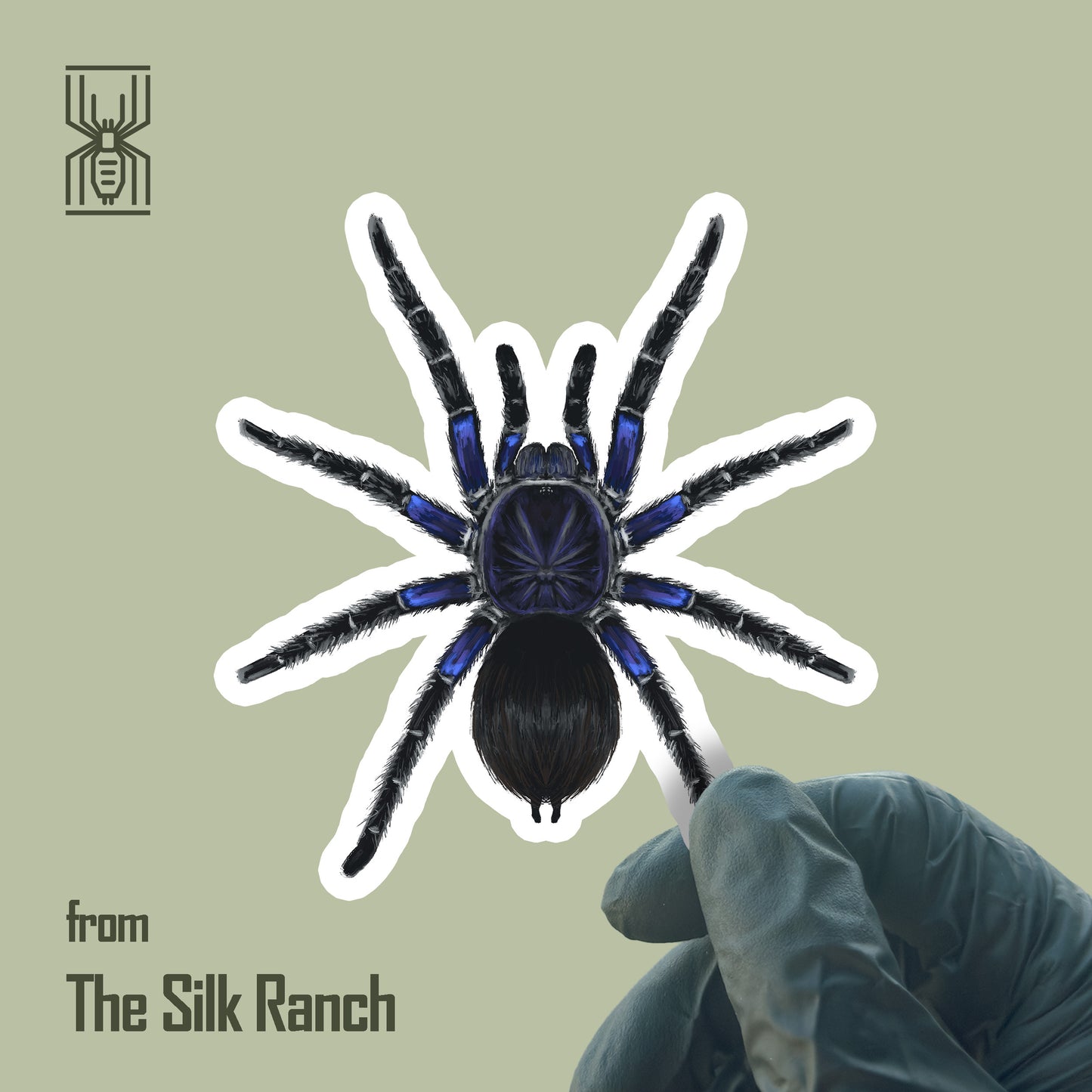 Bolivian Blue Leg Tarantula Sticker, Pamphobeteus Antinous Waterproof Vinyl Sticker from The Silk Ranch