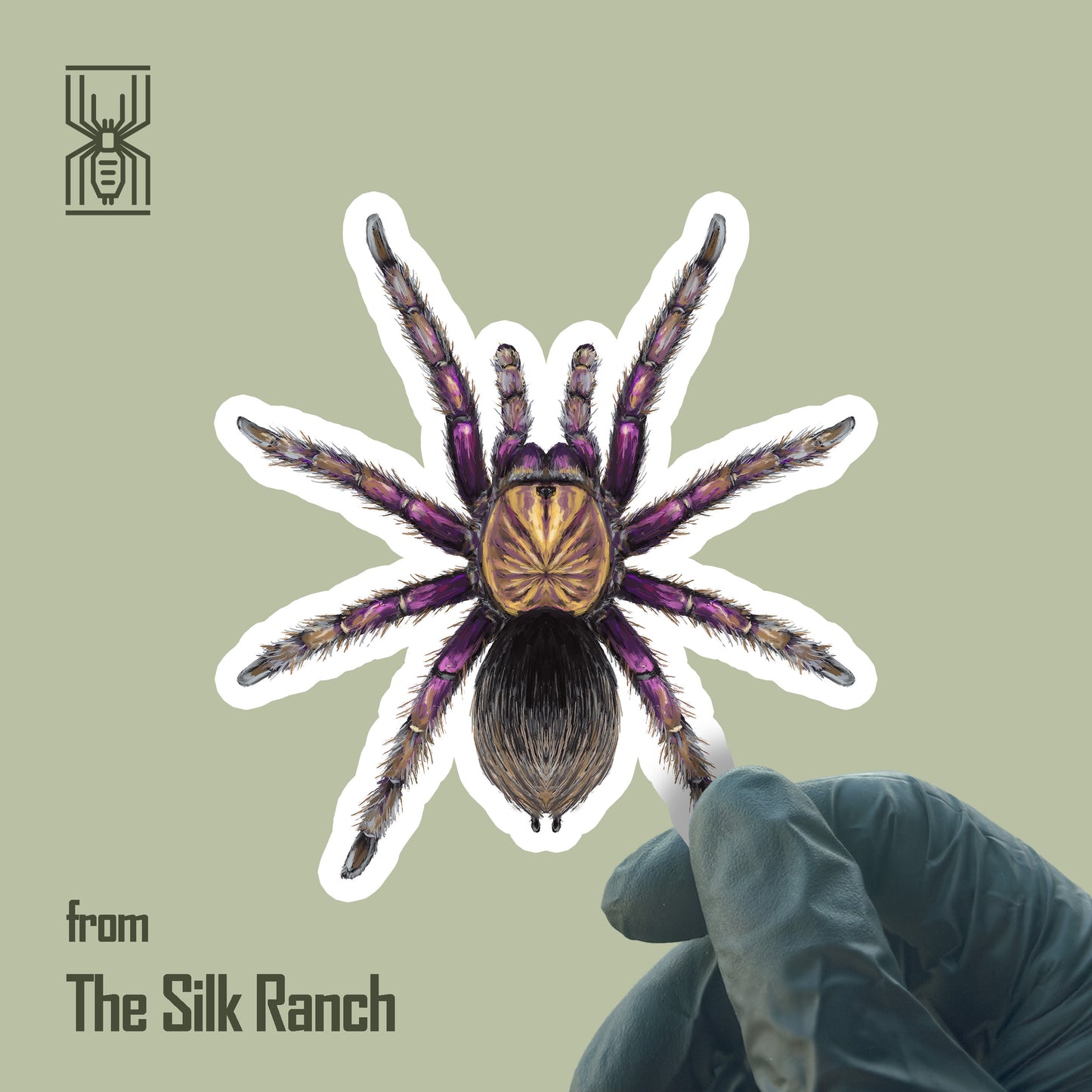 Colombian Purple Bloom Tarantula Sticker, Pamphobeteus Insignis Waterproof Vinyl Sticker from The Silk Ranch