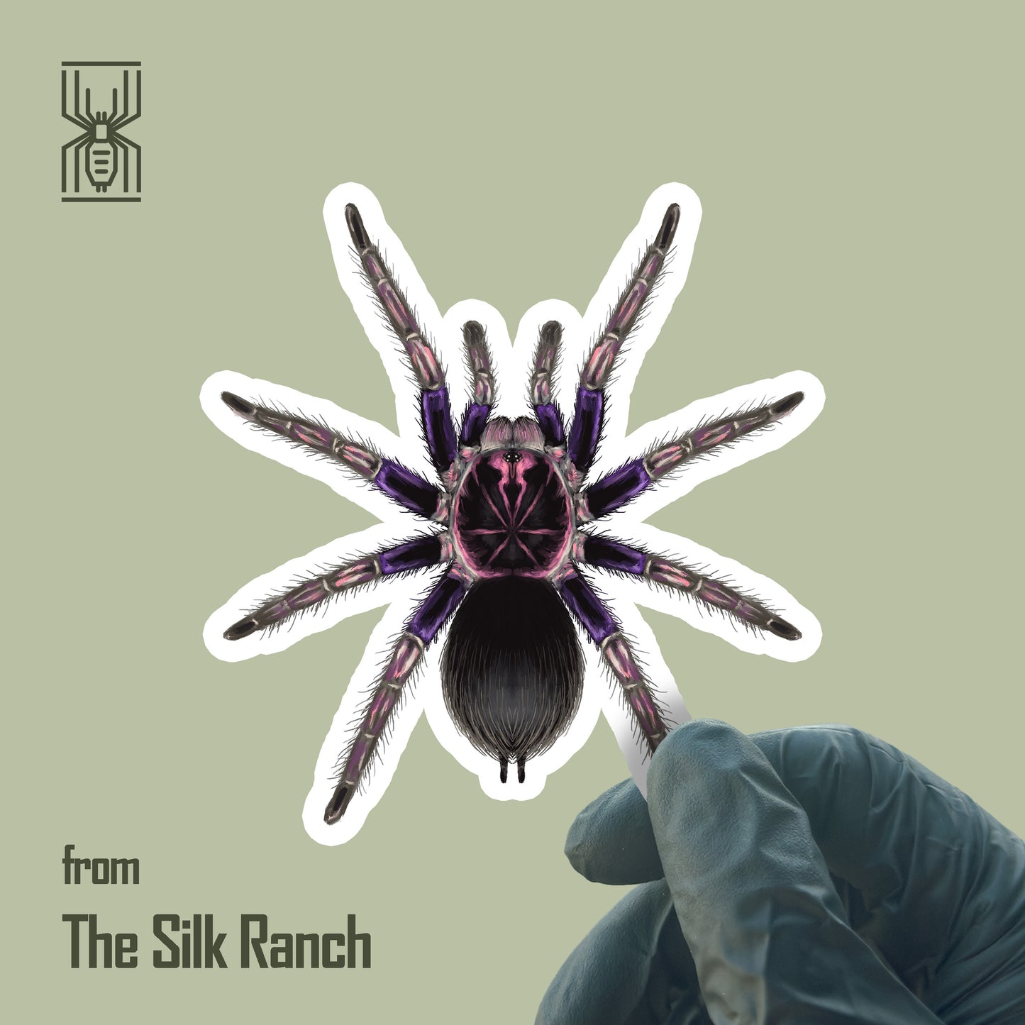 Waterproof vinyl sticker of an Ecuadorian Birdeater Tarantula, Pamphobeteus ultramarinus, from The Silk Ranch.