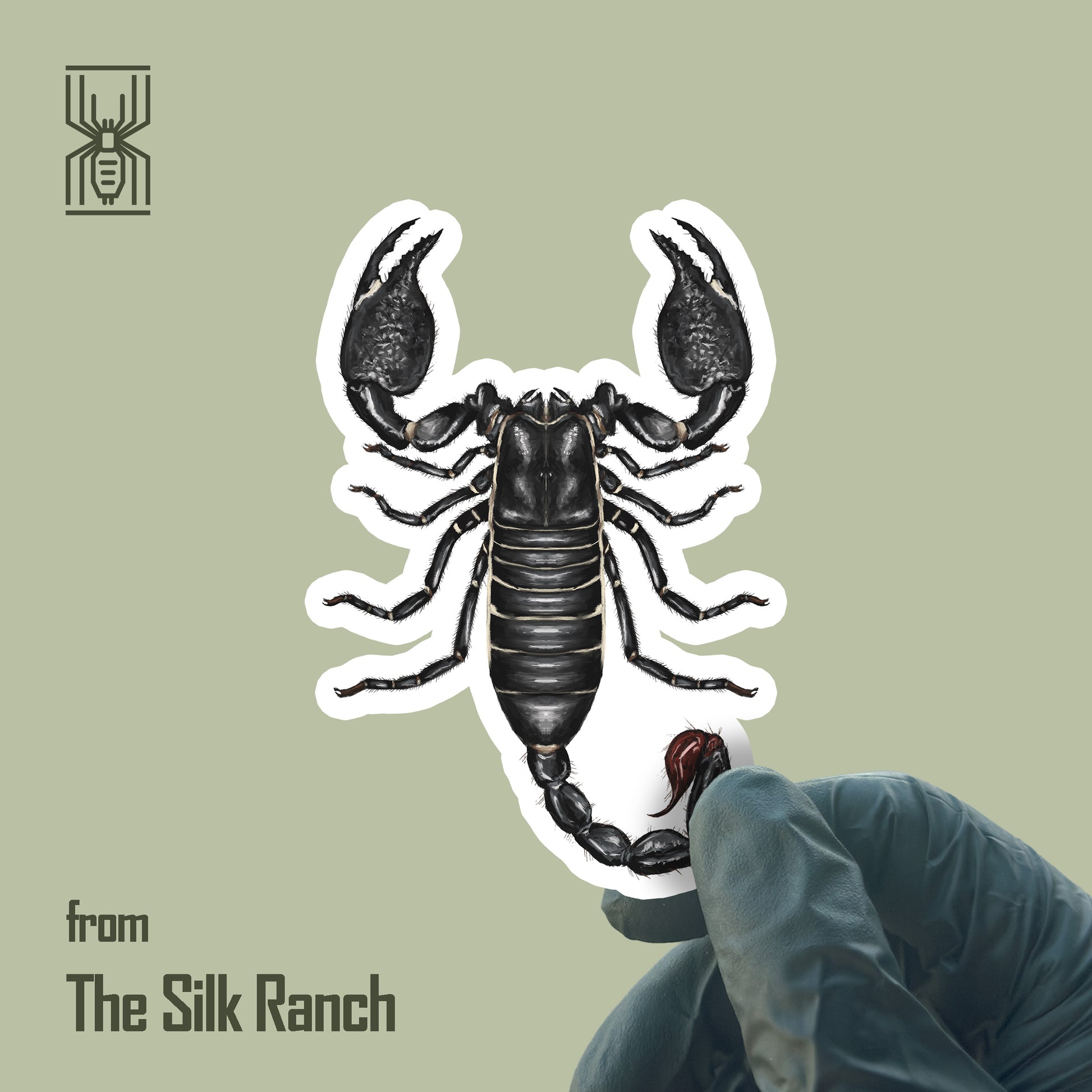 Emperor Scorpion Sticker, Pandinus Imperator Waterproof Vinyl Sticker from The Silk Ranch