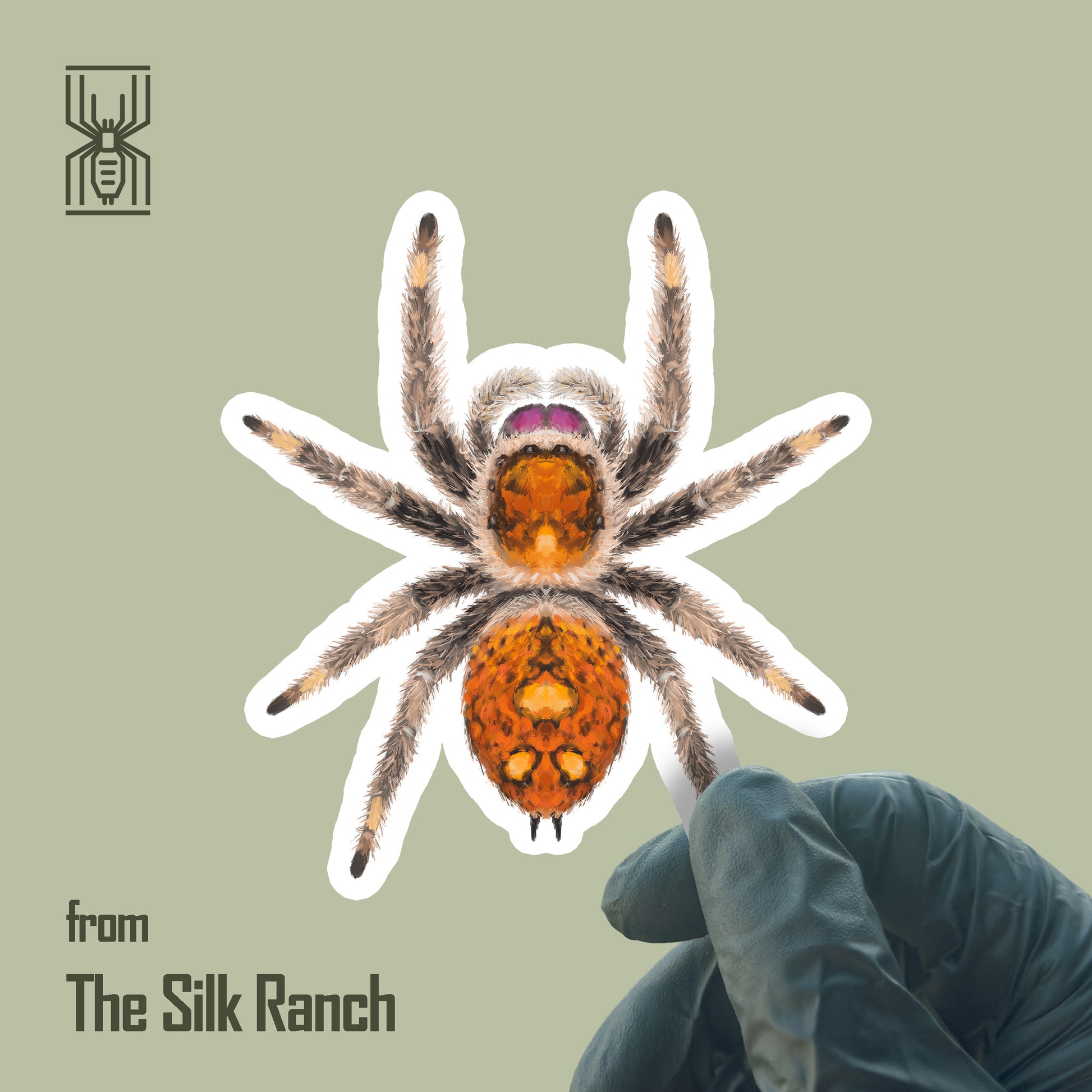 Regal Jumping Spider (Female) Sticker, Phidippus Regius Waterproof Vinyl Sticker from The Silk Ranch