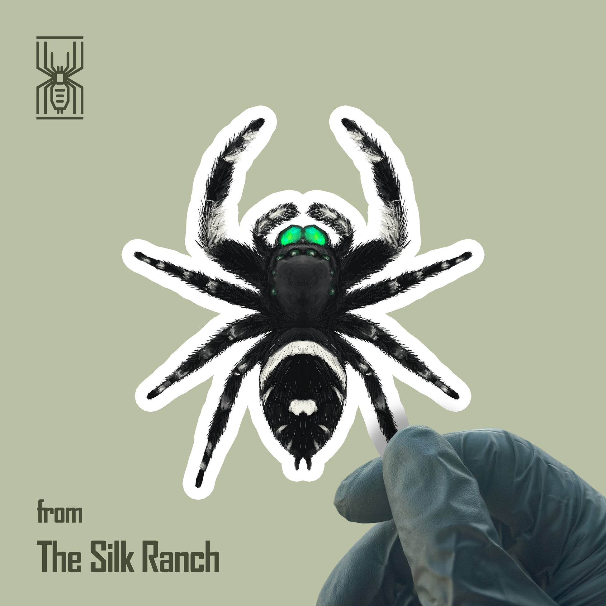 Regal Jumping Spider (Male) Sticker, Phidippus Regius Waterproof Vinyl Sticker from The Silk Ranch