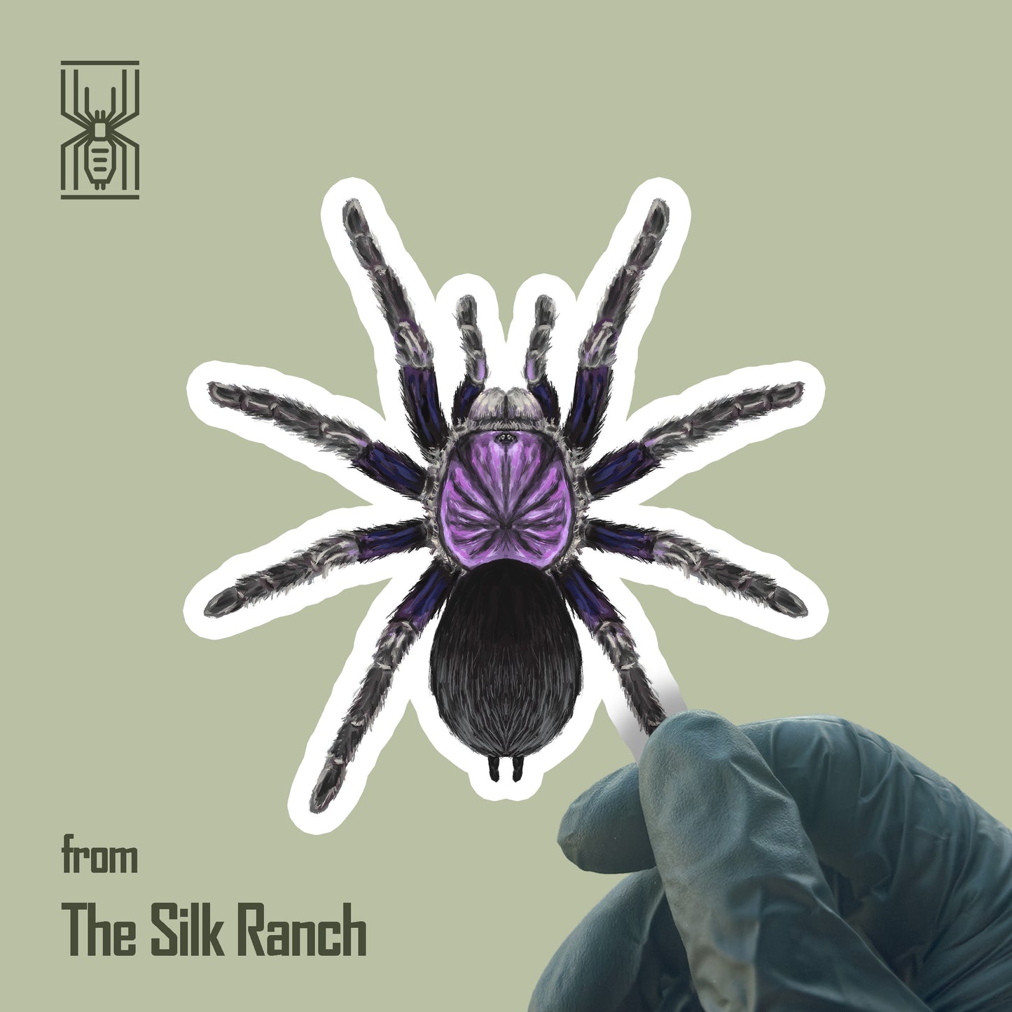 Dominican Purple Tarantula vinyl sticker featuring Phormictopus sp. with vibrant purple and black coloring, waterproof and durable.