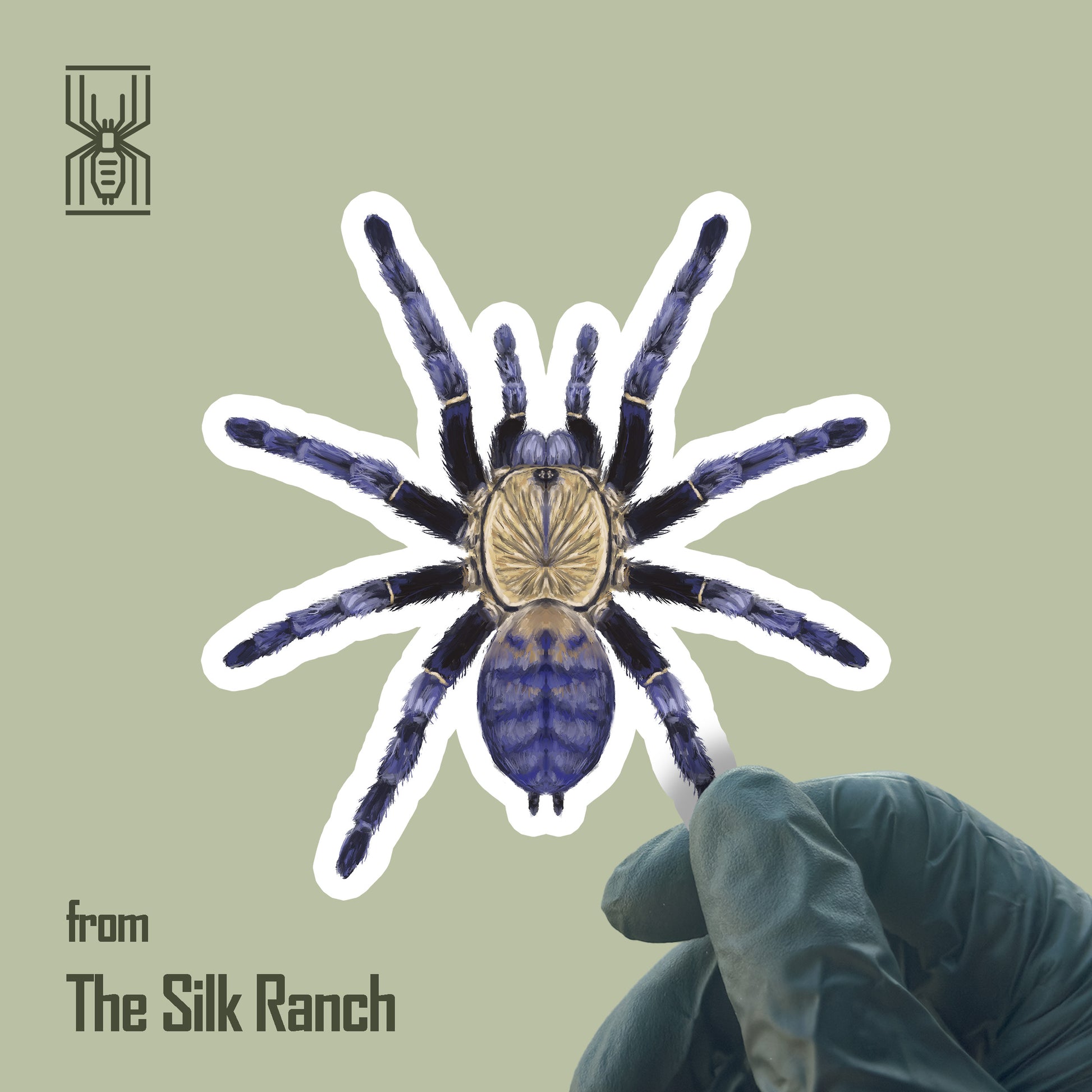 Purple Earth Tiger Tarantula vinyl sticker featuring the Phormingochilus sp. Hati Hati design, waterproof and ideal for decorating surfaces.