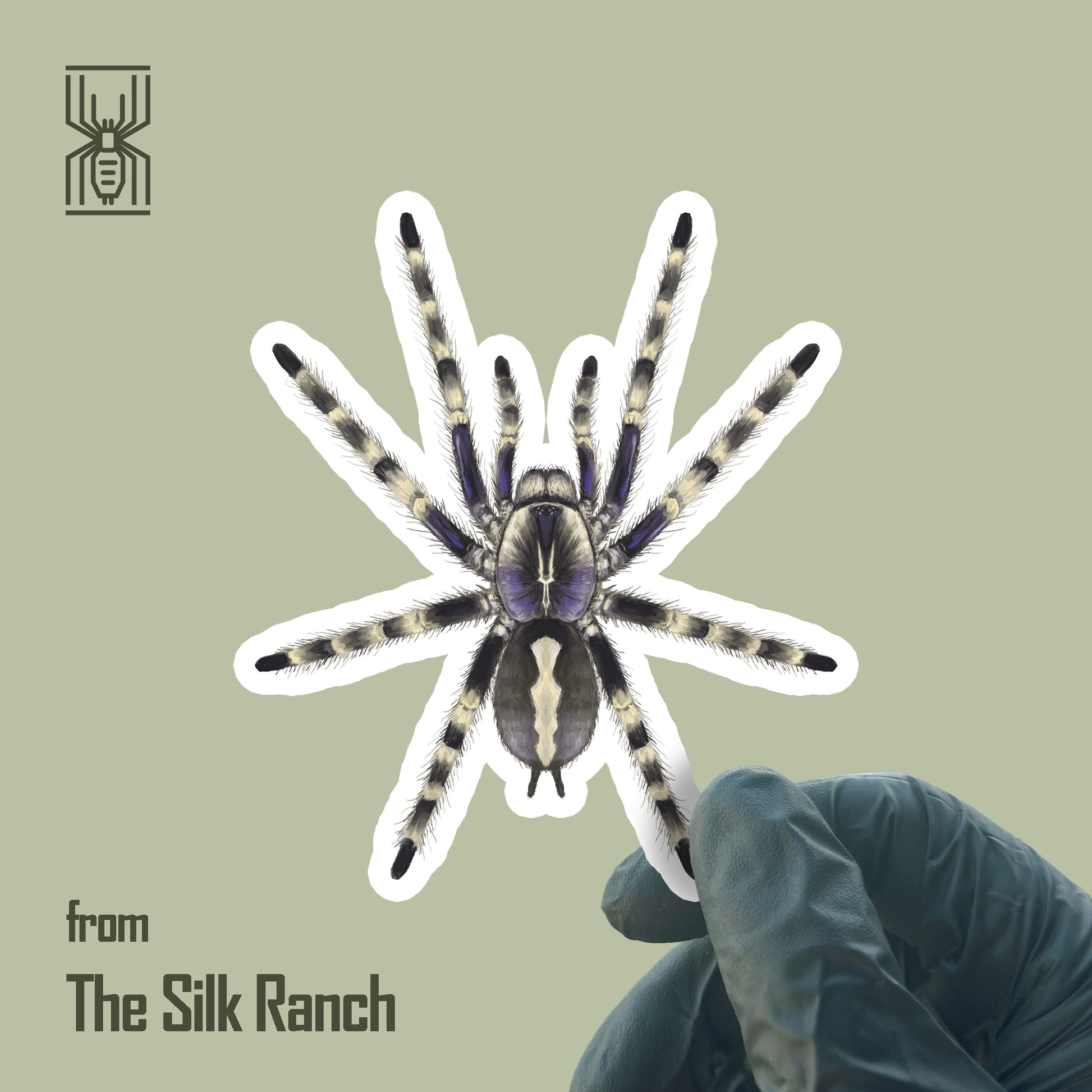 Poecilotheria formosa ornamental tarantula vinyl sticker from The Silk Ranch, waterproof and detailed decorative insect illustration