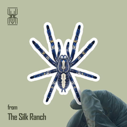 Gooty Sapphire Tarantula Sticker, Poecilotheria Metallica Waterproof Vinyl Sticker from The Silk Ranch