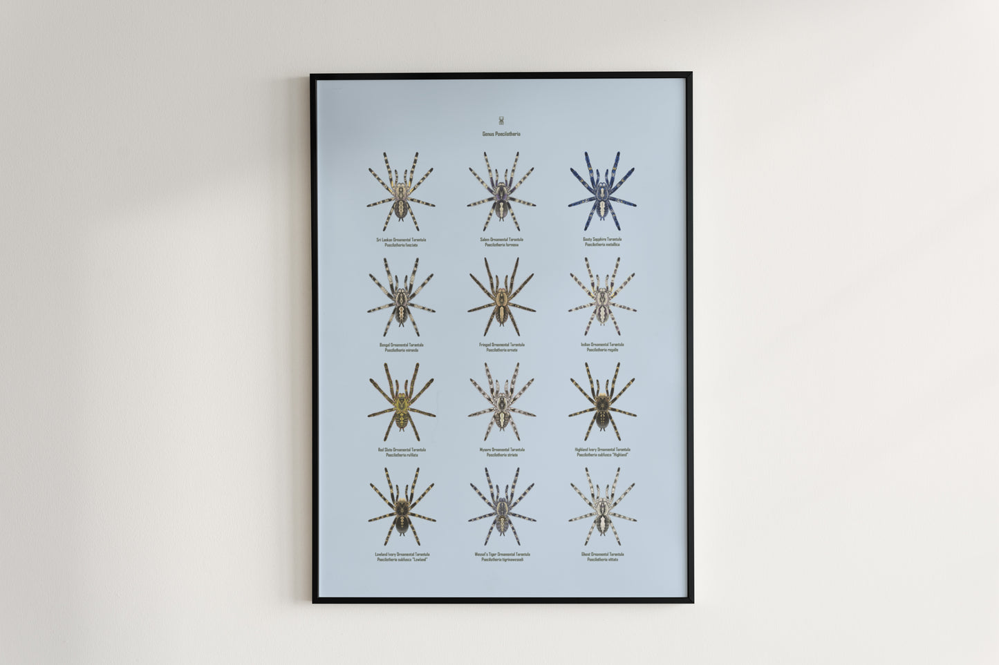 The Poecilotheria Genus Poster from The Silk Ranch