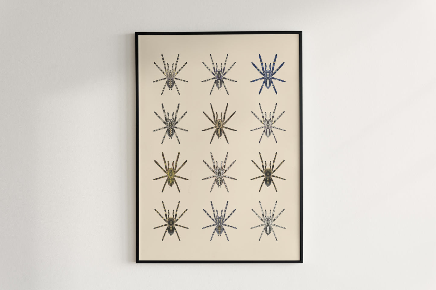 The Poecilotheria Genus Poster from The Silk Ranch