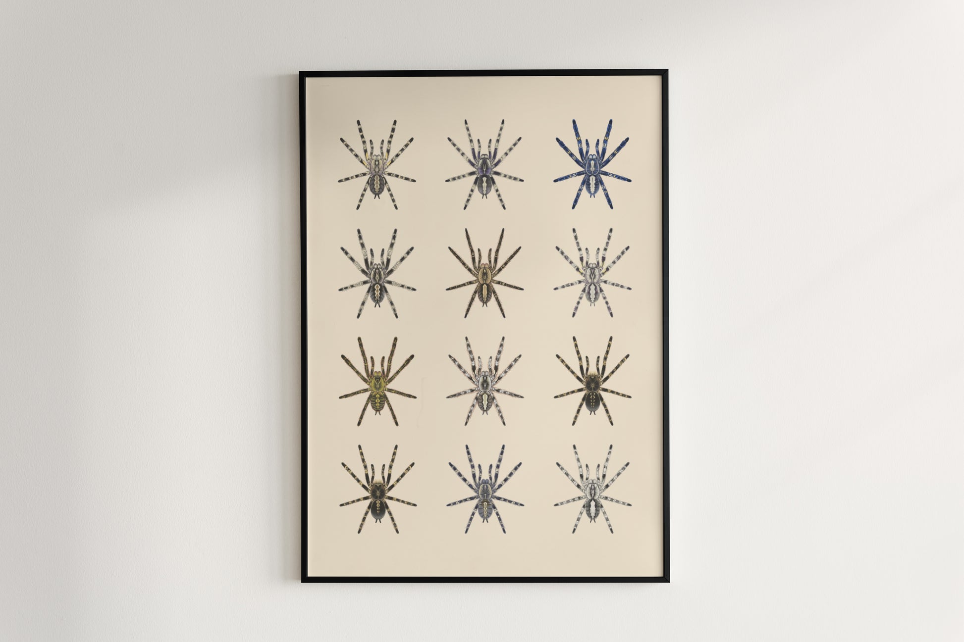 The Poecilotheria Genus Poster from The Silk Ranch