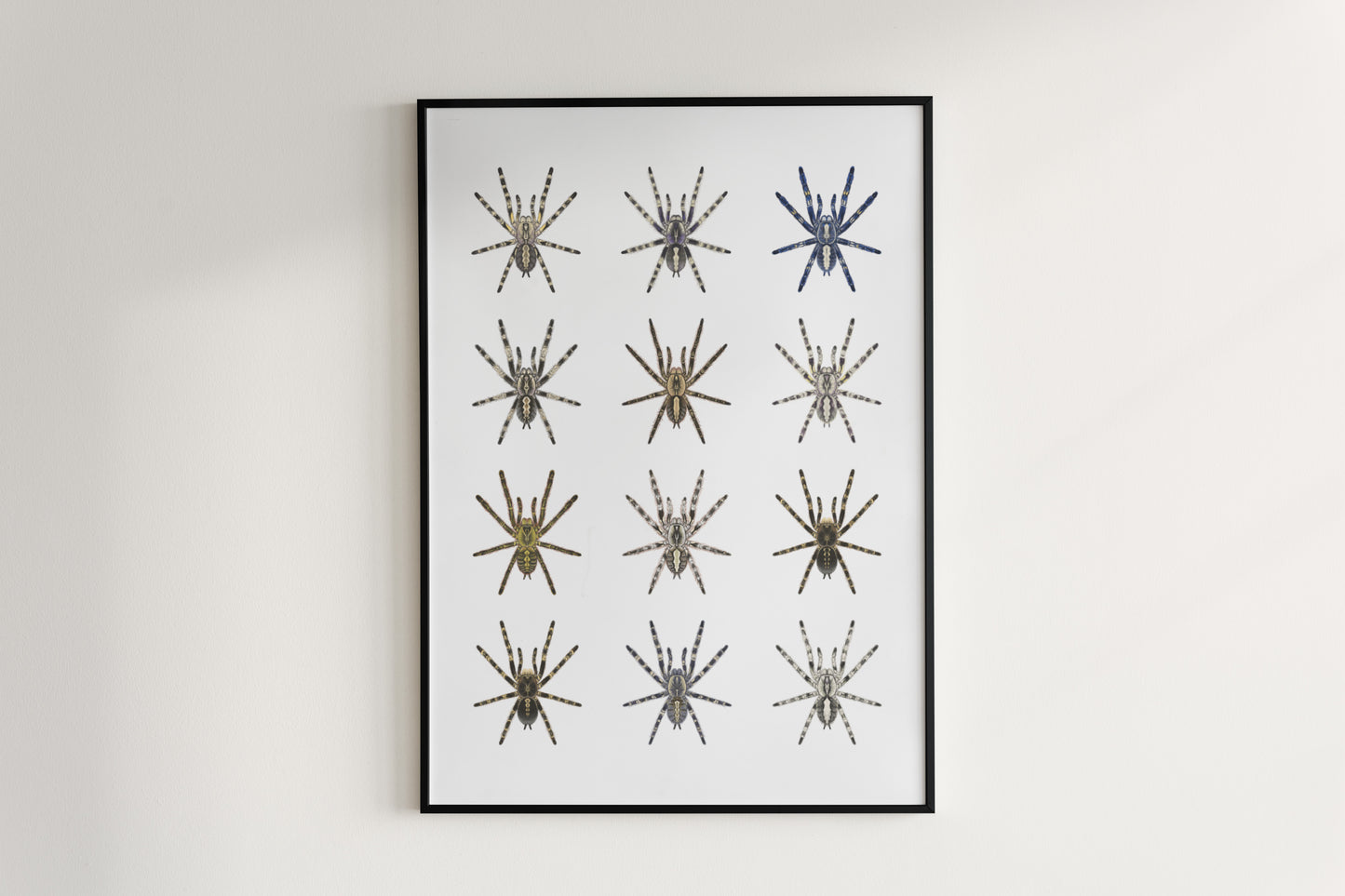 The Poecilotheria Genus Poster from The Silk Ranch