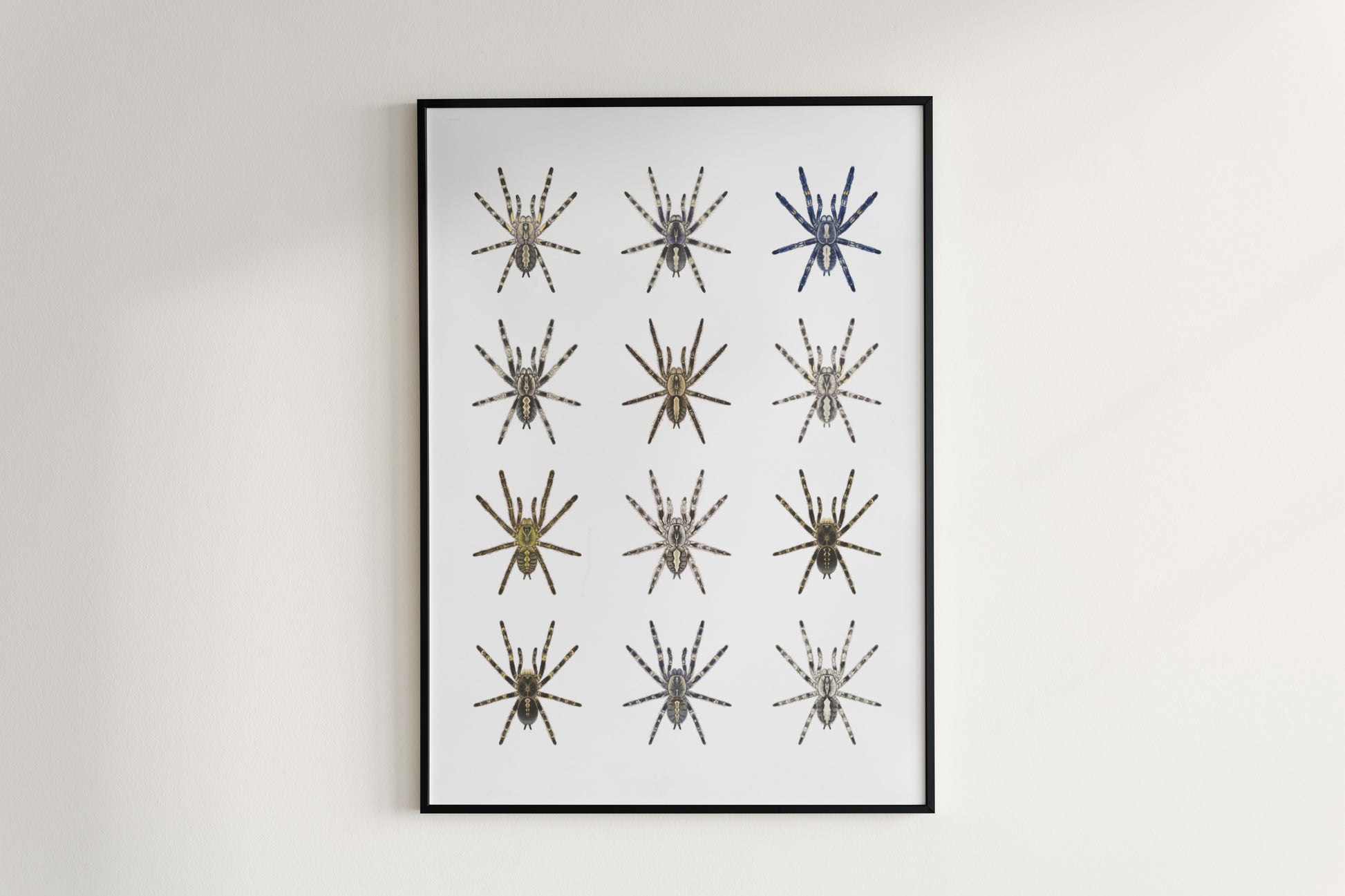 The Poecilotheria Genus Poster from The Silk Ranch