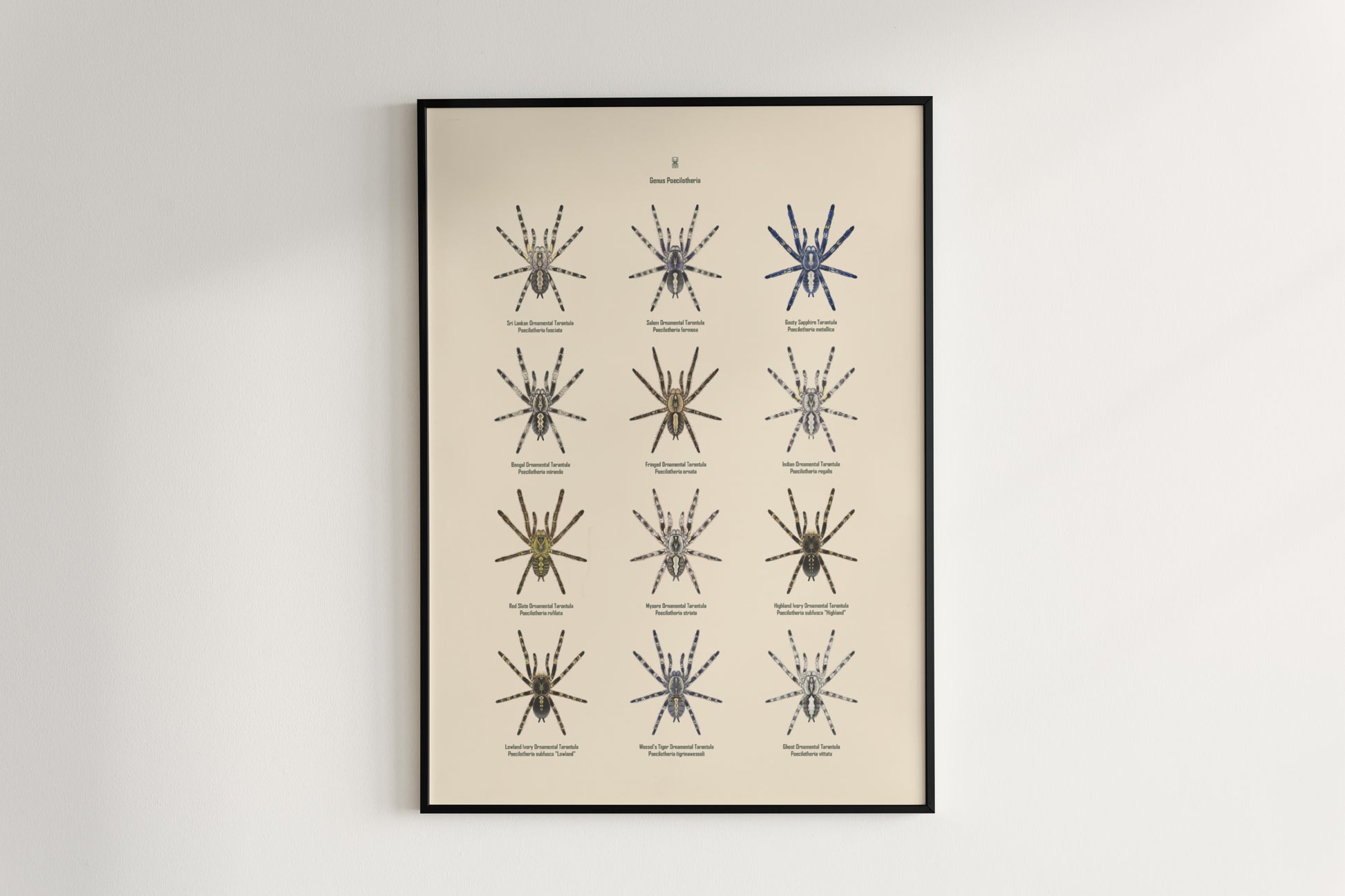 The Poecilotheria Genus Poster from The Silk Ranch
