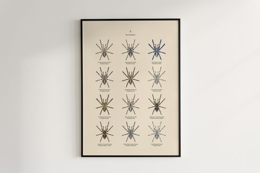 The Poecilotheria Genus Poster from The Silk Ranch