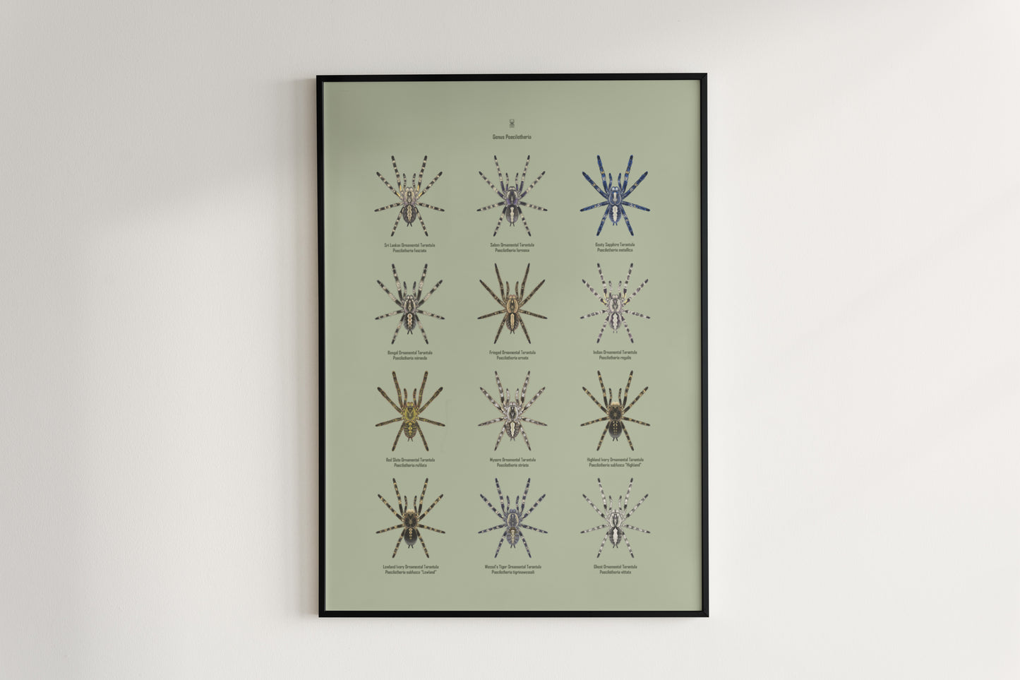 The Poecilotheria Genus Poster from The Silk Ranch